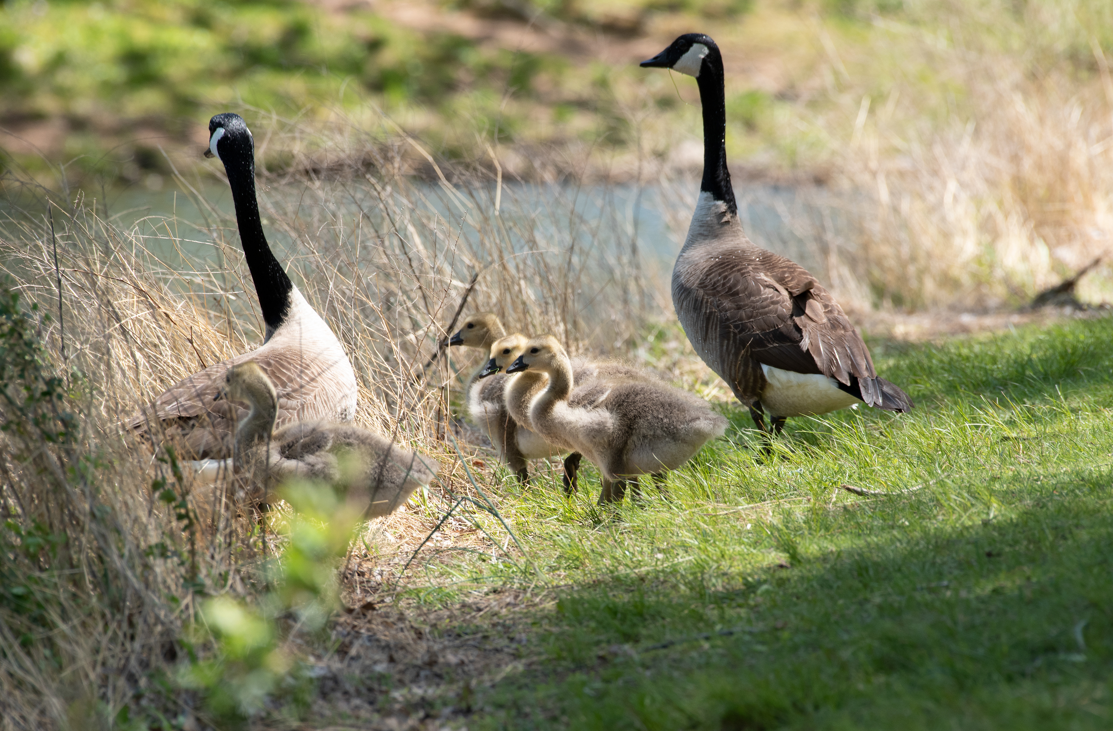 Canada Geese May 10, 2020 Sourland Mountain Preserve, NJ USA