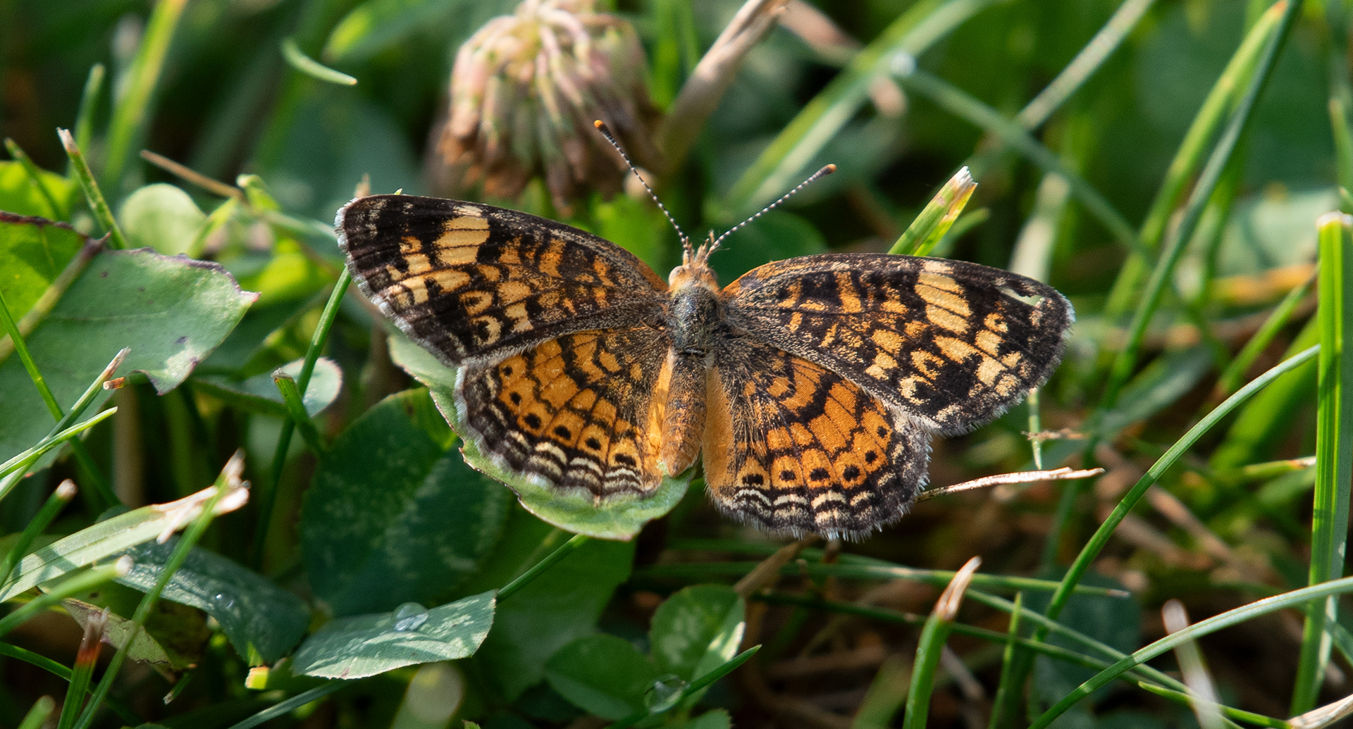 Pearl Crescent July 26,2024 Newcastle, ME USA