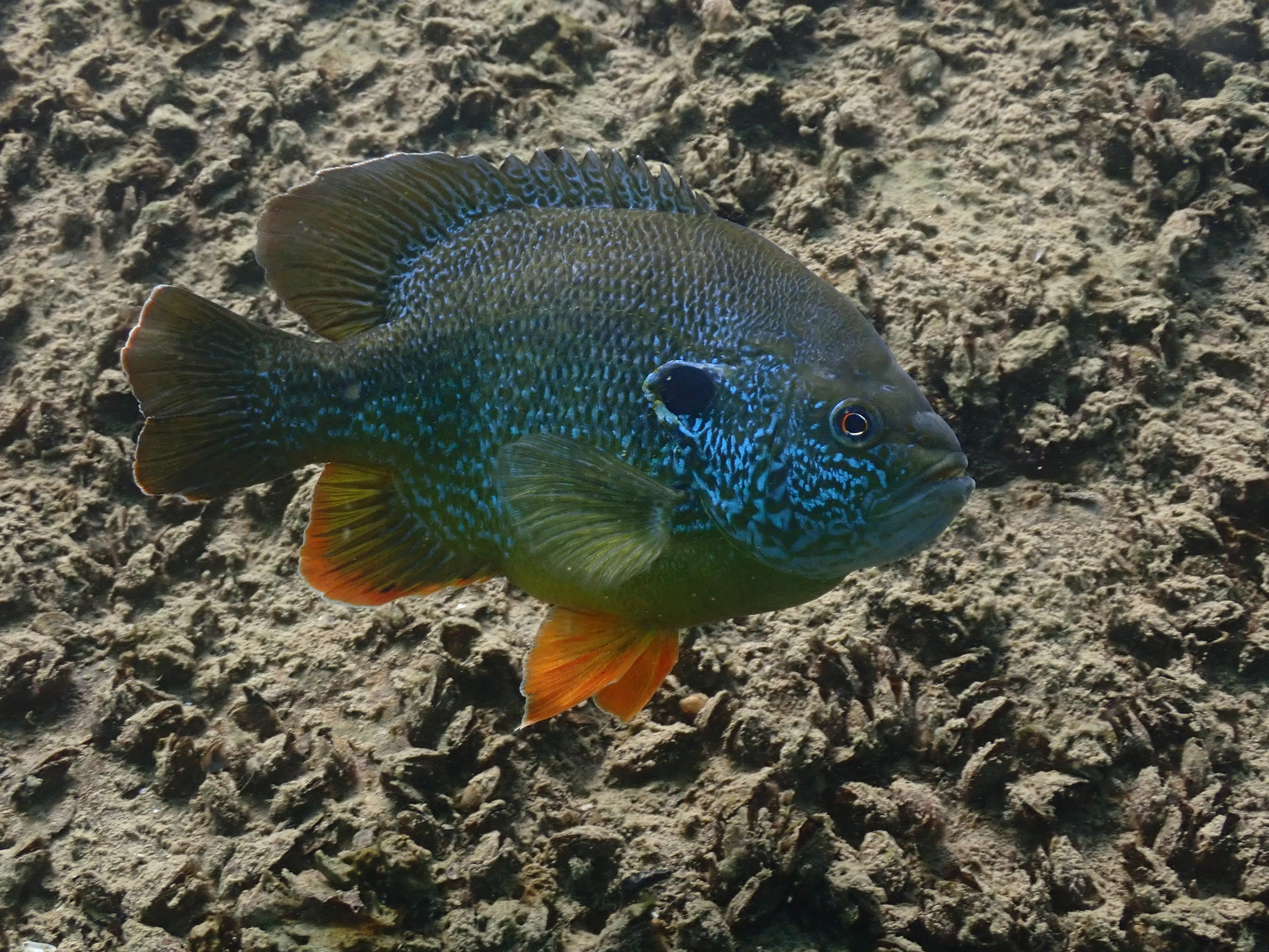 Bluegill Aug 21, 2020 Dutch Springs, Bethlehem, PA USA