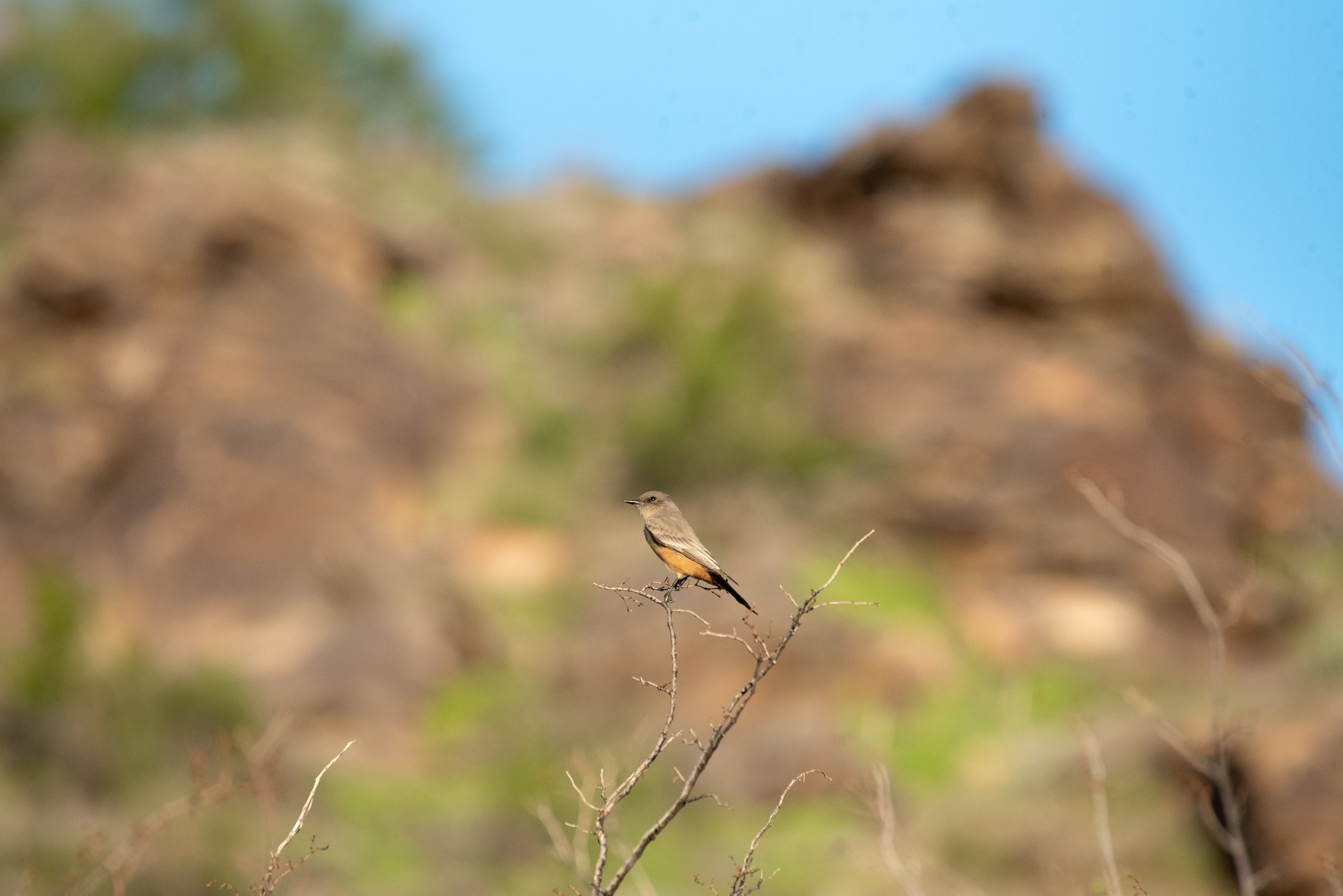 Say's Phoebe Nov 24, 2025 Phoenix, AZ USA