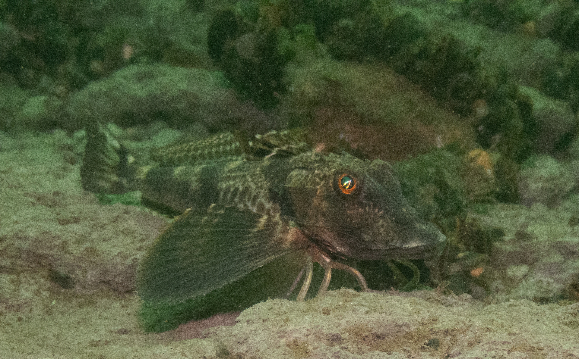 Northern Searobin July 7, 2024 Manasquan Inlet, NJ USA