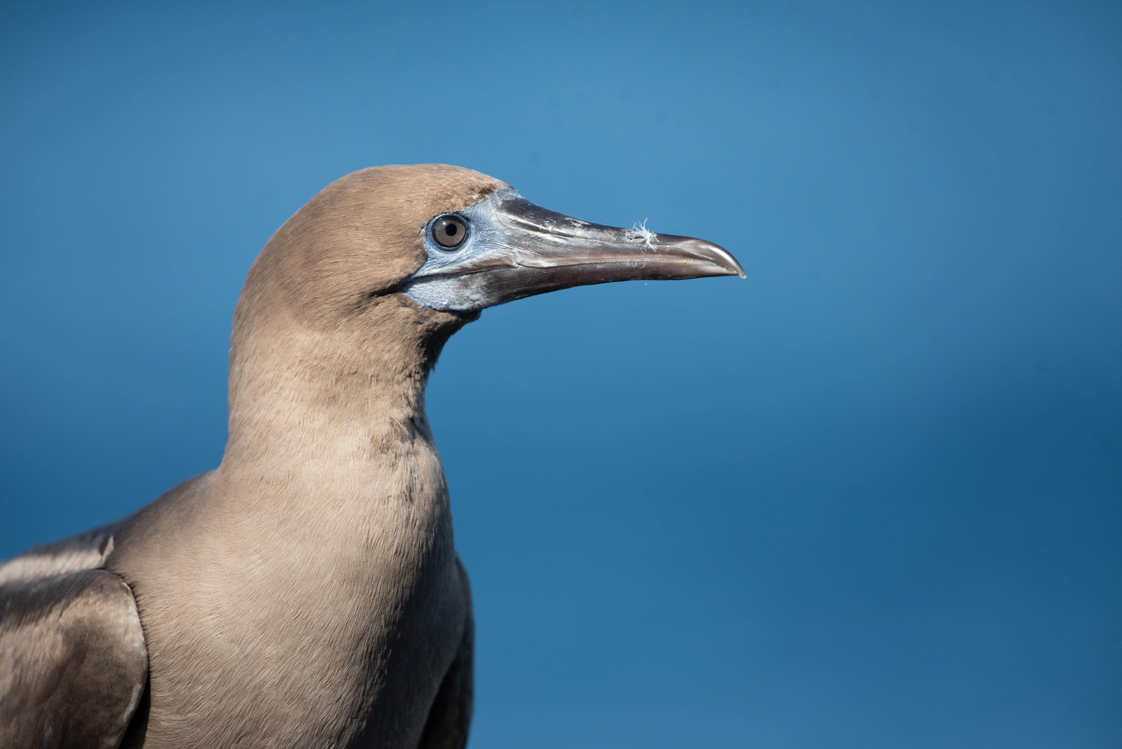 Red Footed Booby, Aug 22, 2023 Wolf Island, Galapagos, Ecuador