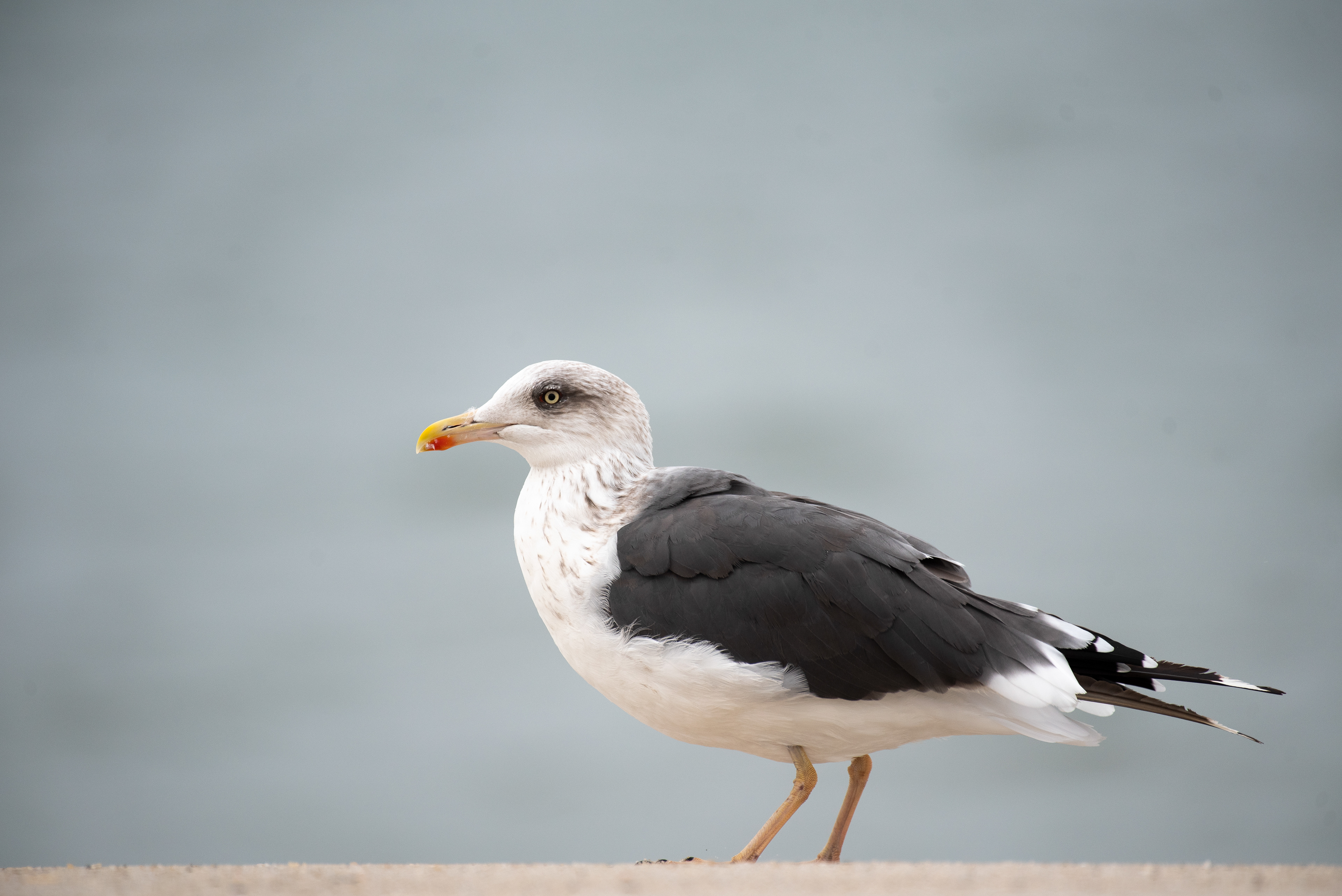 Lesser Black Backed Gull Oct 23, 2020 Cape May, NJ USA