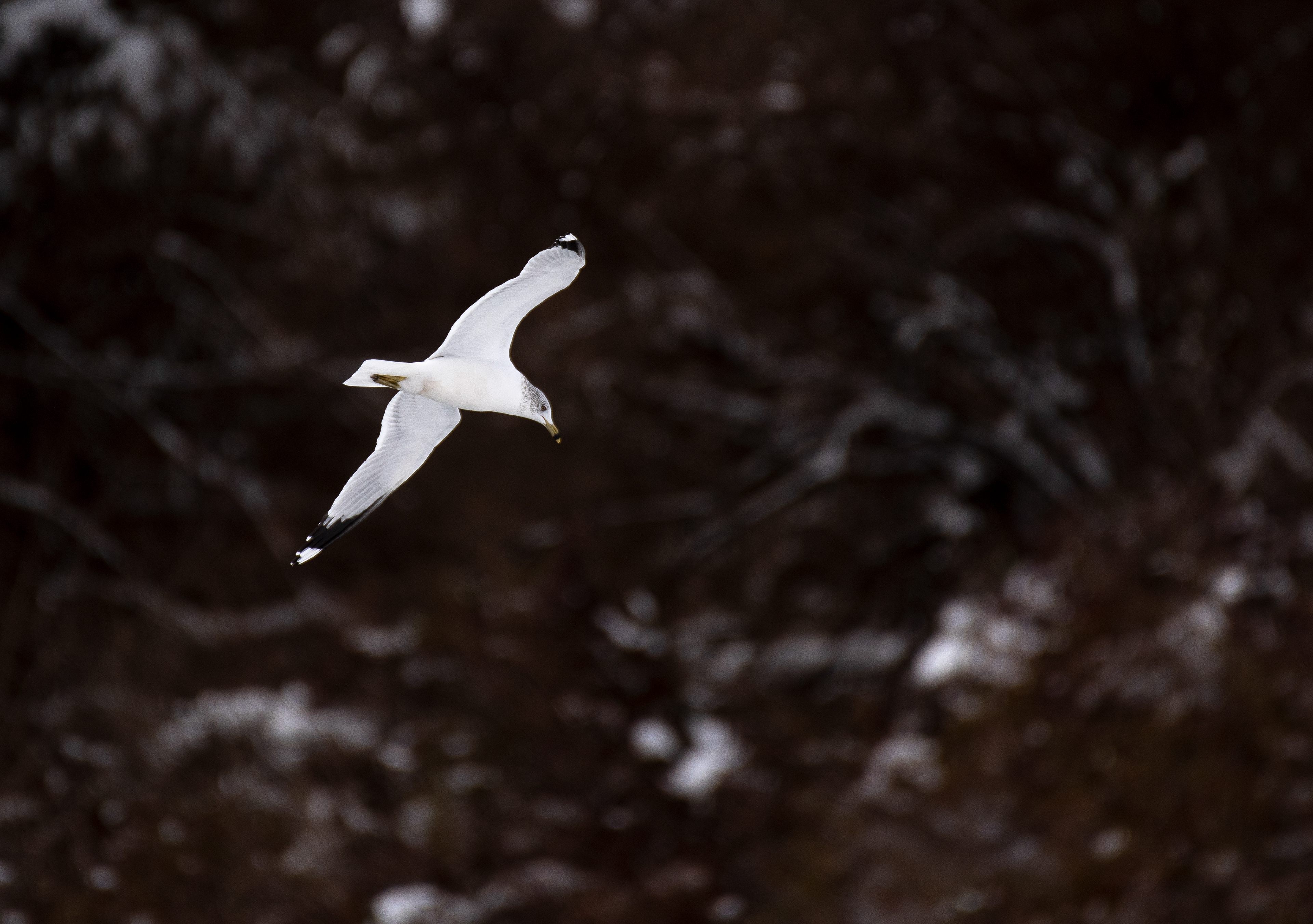 Ring Billed Gull February 3, 2021 Round Valley Reservoir, NJ USA