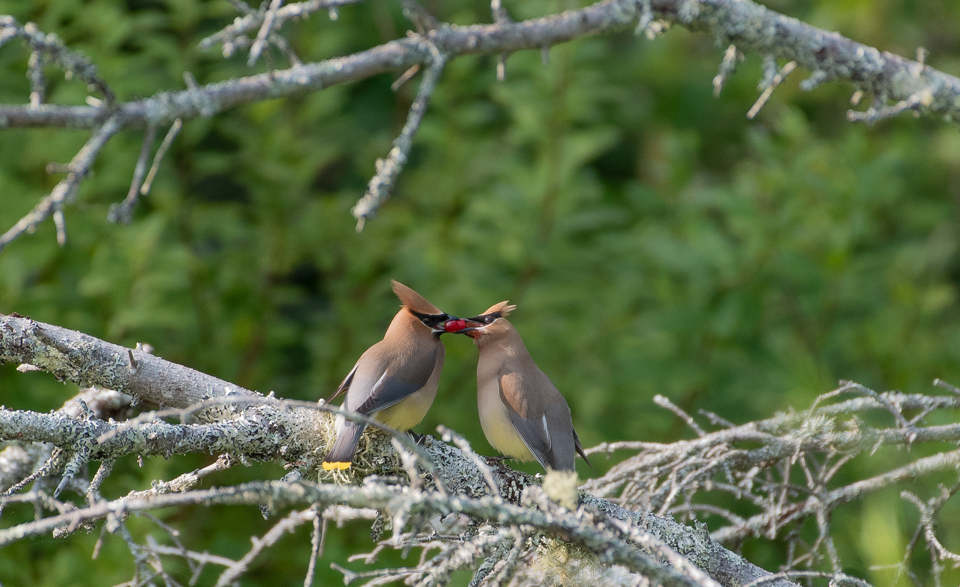 Cedar Waxwing July 26,2024 Newcastle, ME USA