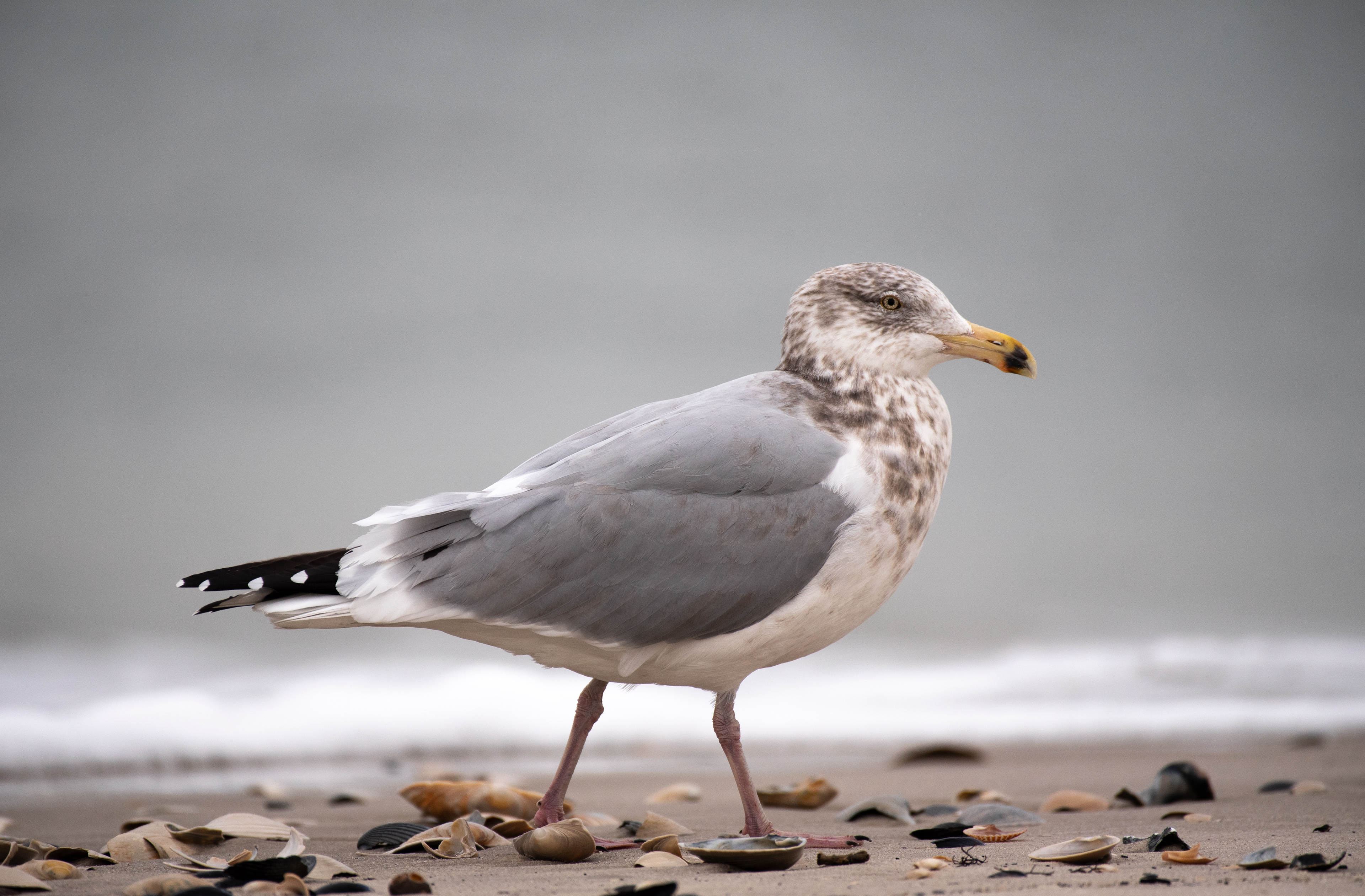 Herring Gull Jan 8, 2021 Barnegat Lighthouse State Park, NJ USA