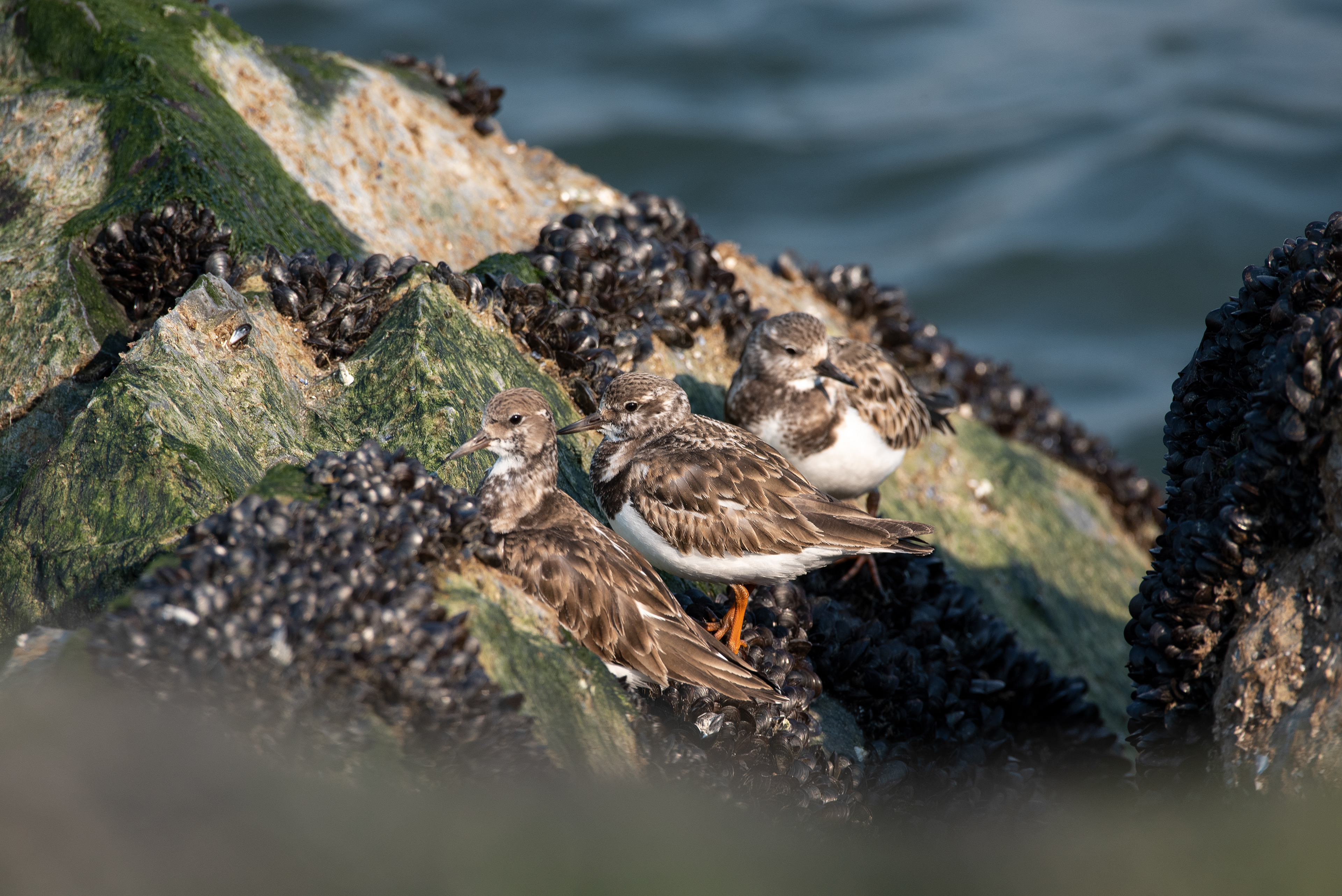 Ruddy Turnstone Feb 22, 2020 Barnegat Lighthouse State Park, NJ USA