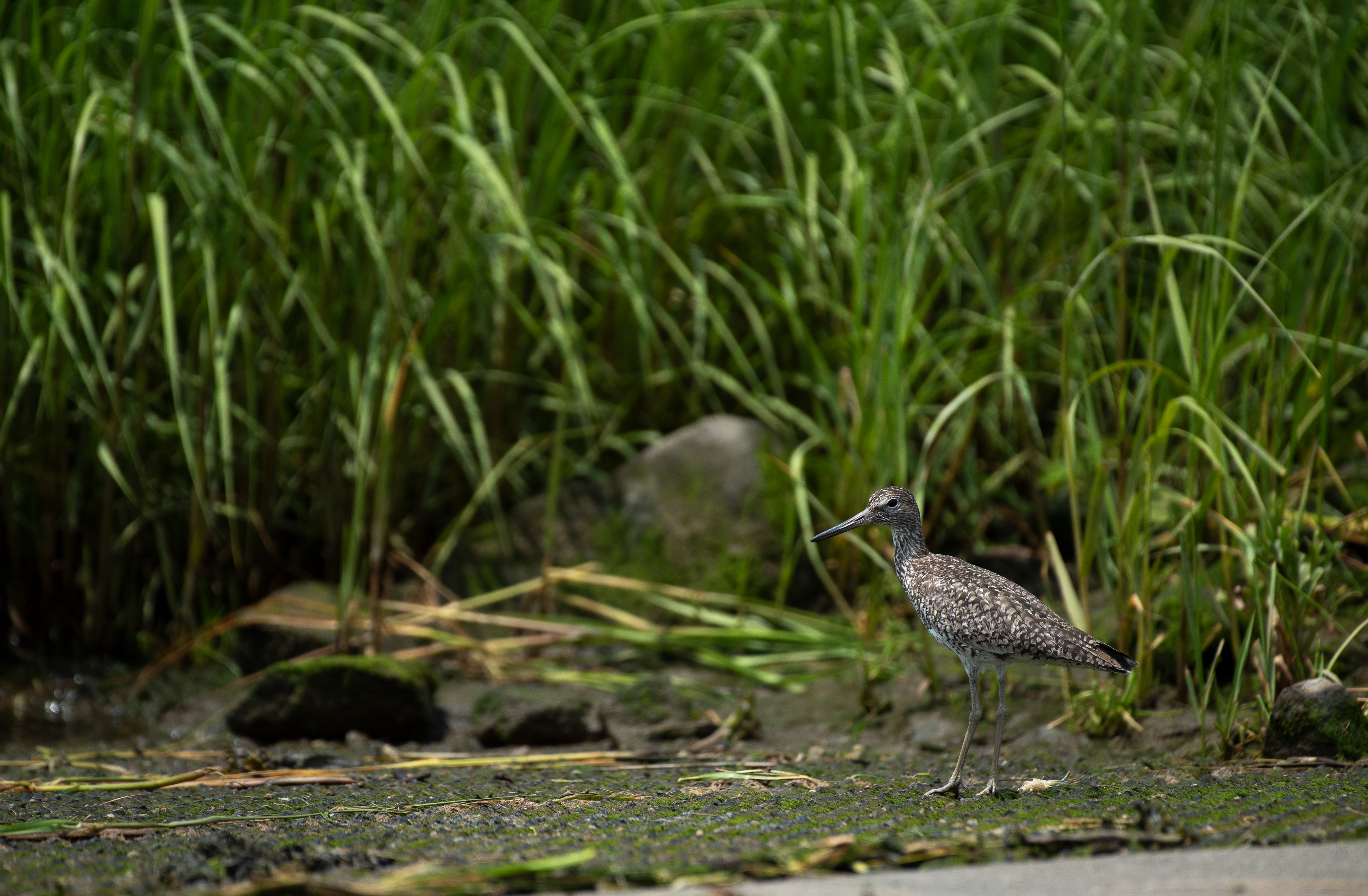 Willet June 20, 2024 Parker River NWR, MA USA