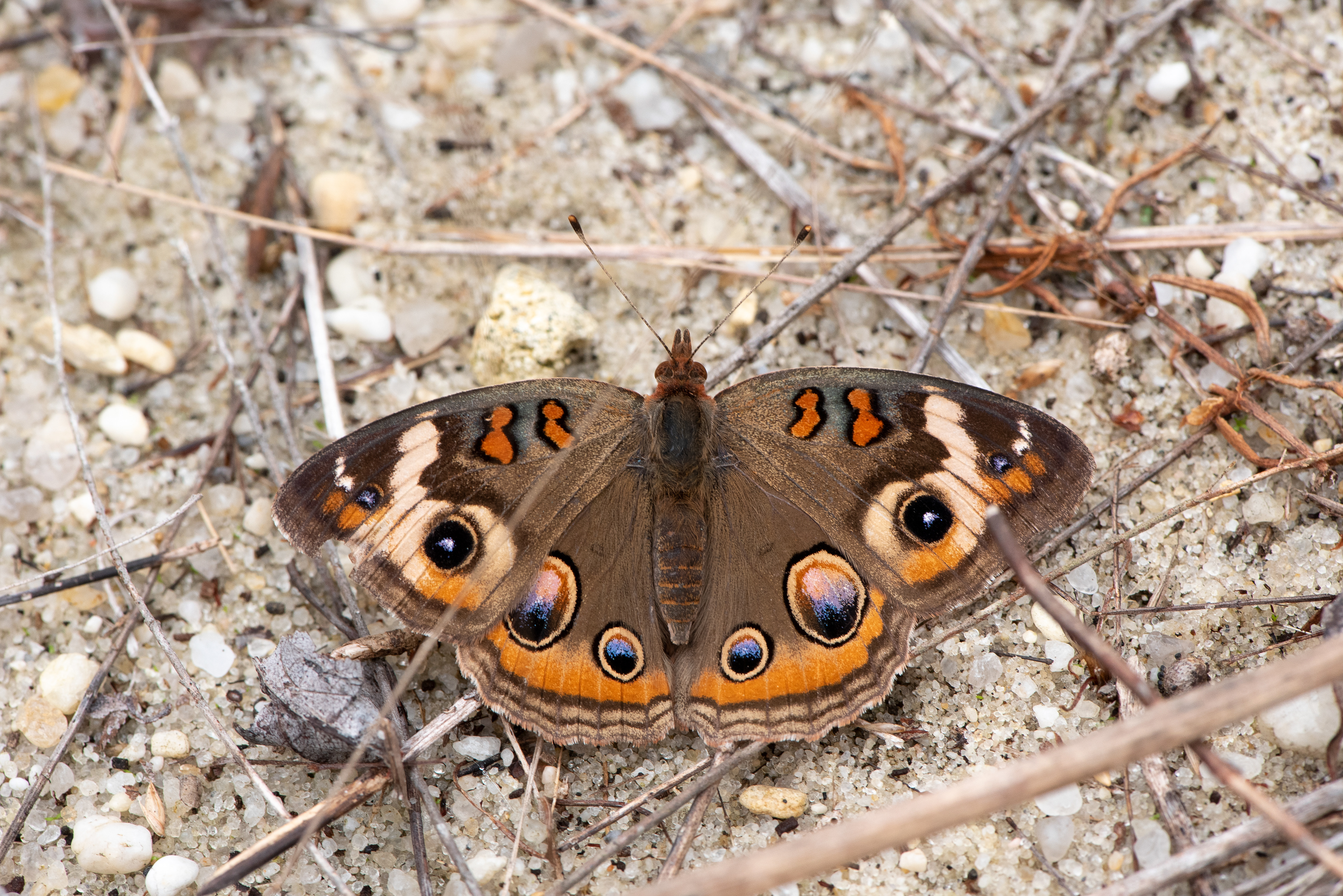Common Buckeye Oct 23, 2020 Cape May, NJ USA