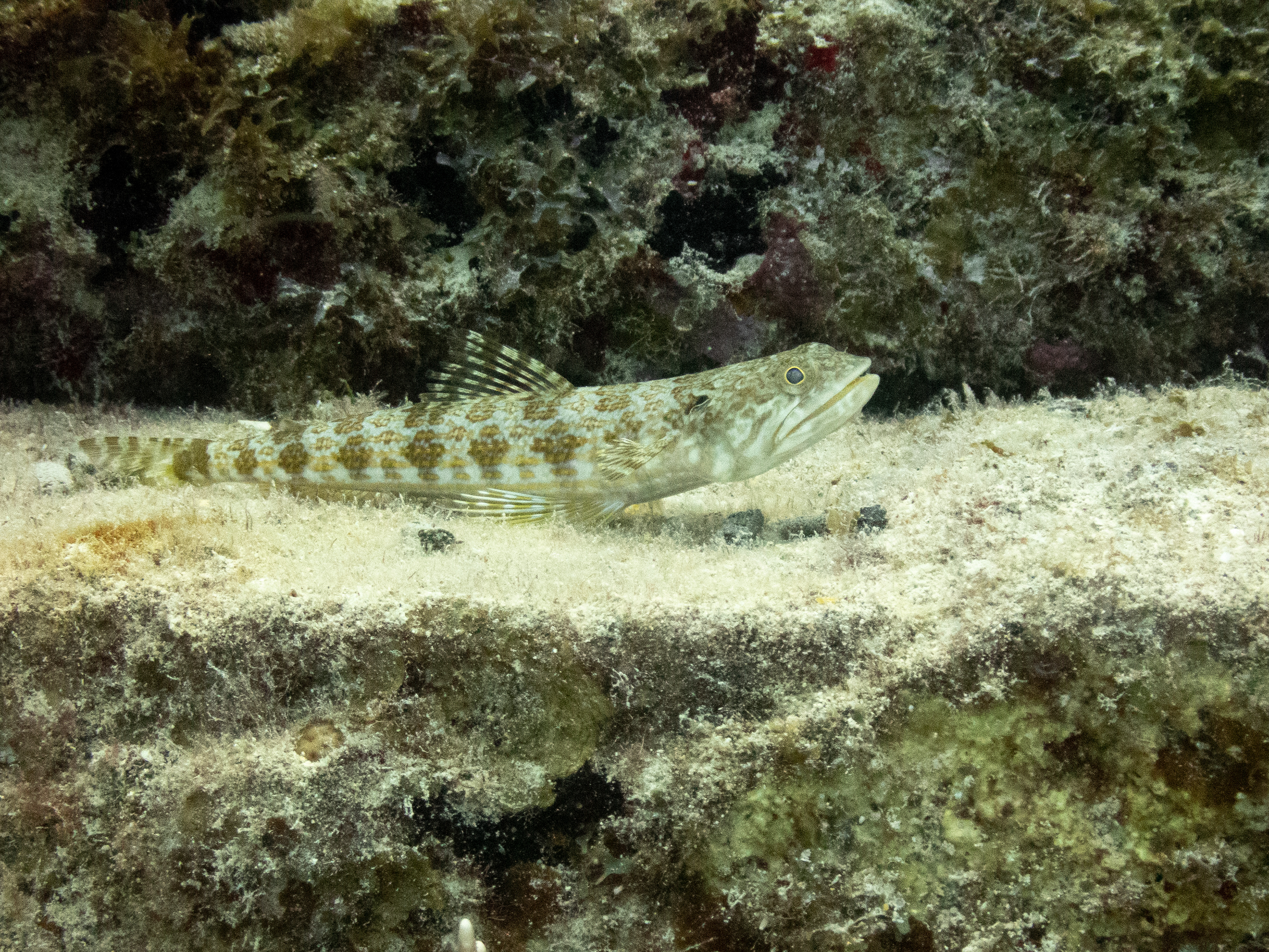 Sand Diver Mar 16, 2020 Key Largo, FL USA