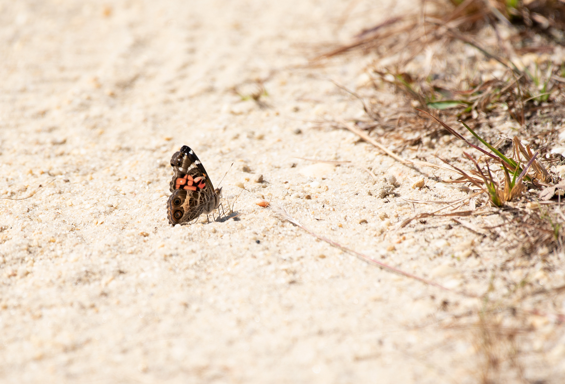 American Lady Sept 20, 2020 Franklin Parker Preserve, NJ USA