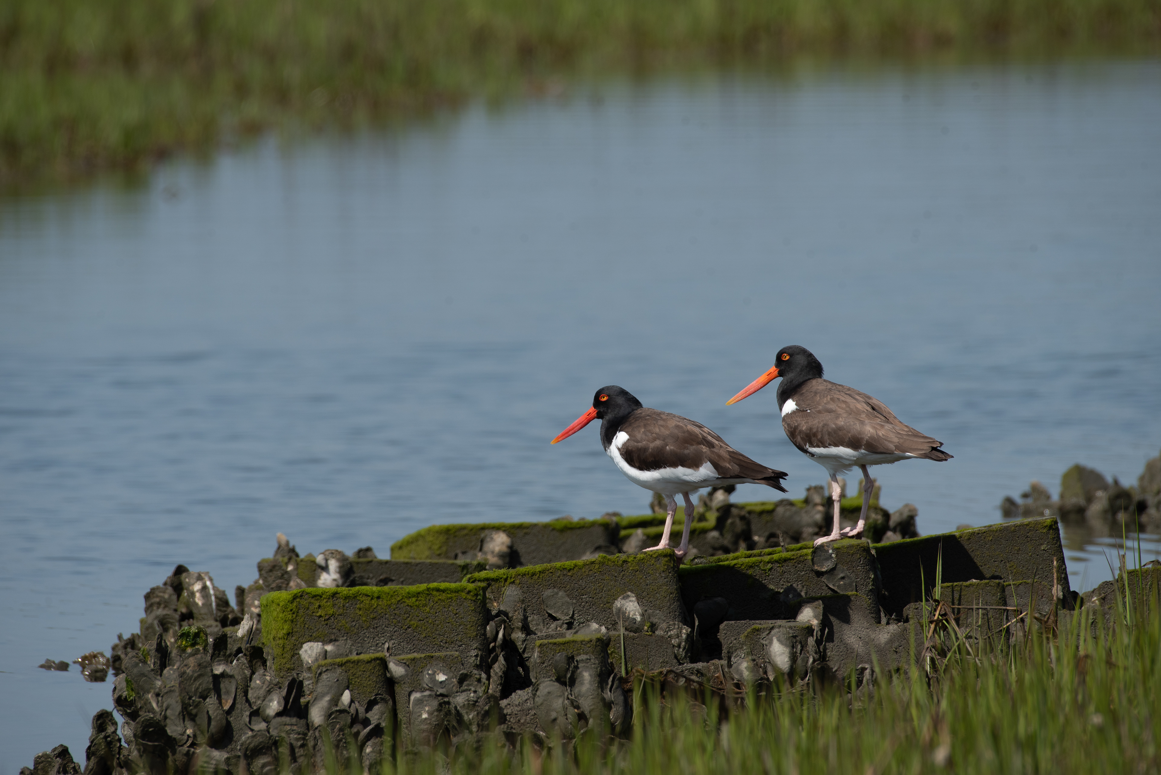 American Oystercatcher Apr 5, 2023 Chincoteague NWR, VA USA