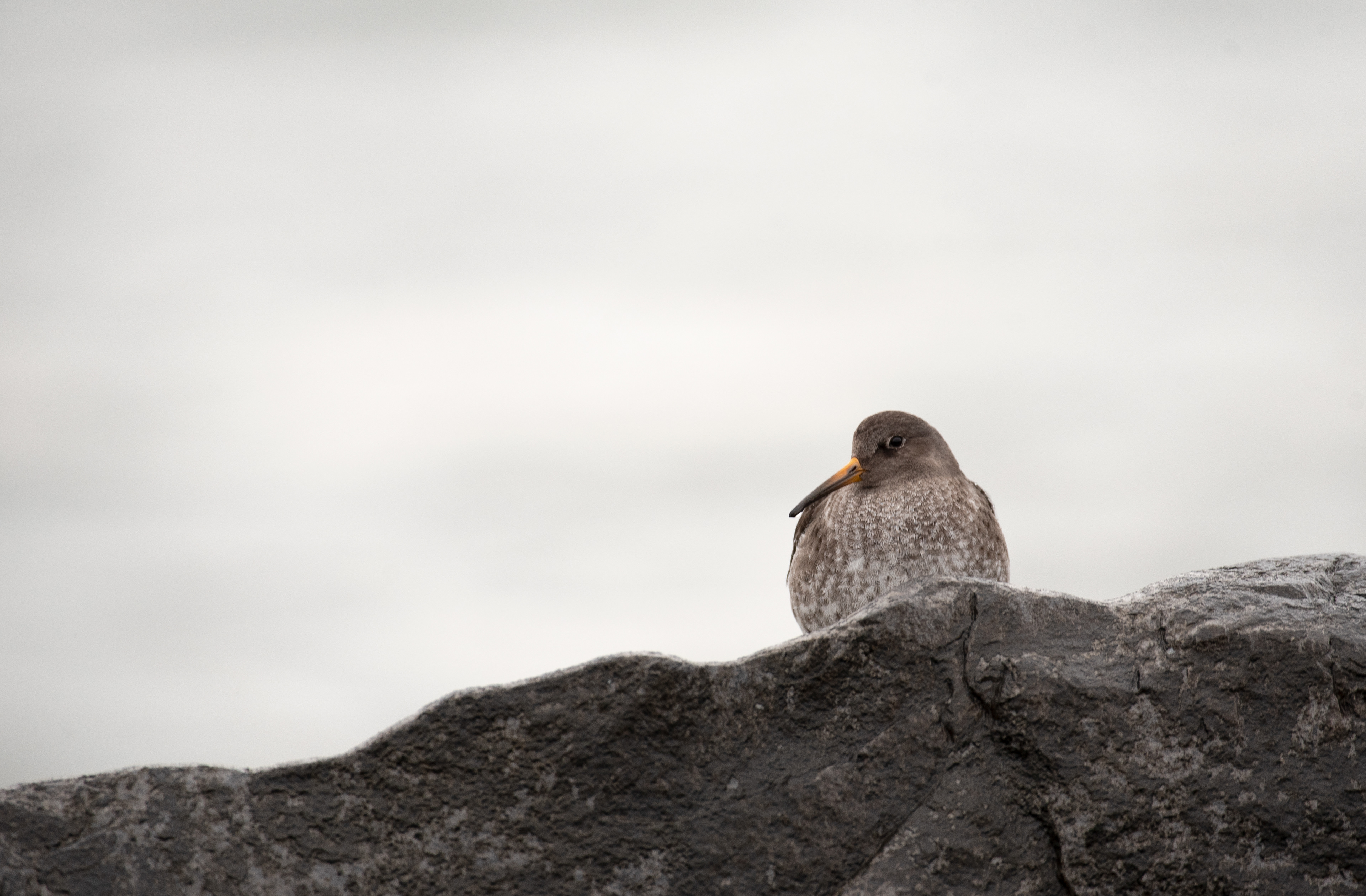 Purple Sandpiper Jan 8, 2021 Barnegat Lighthouse State Park, NJ USA