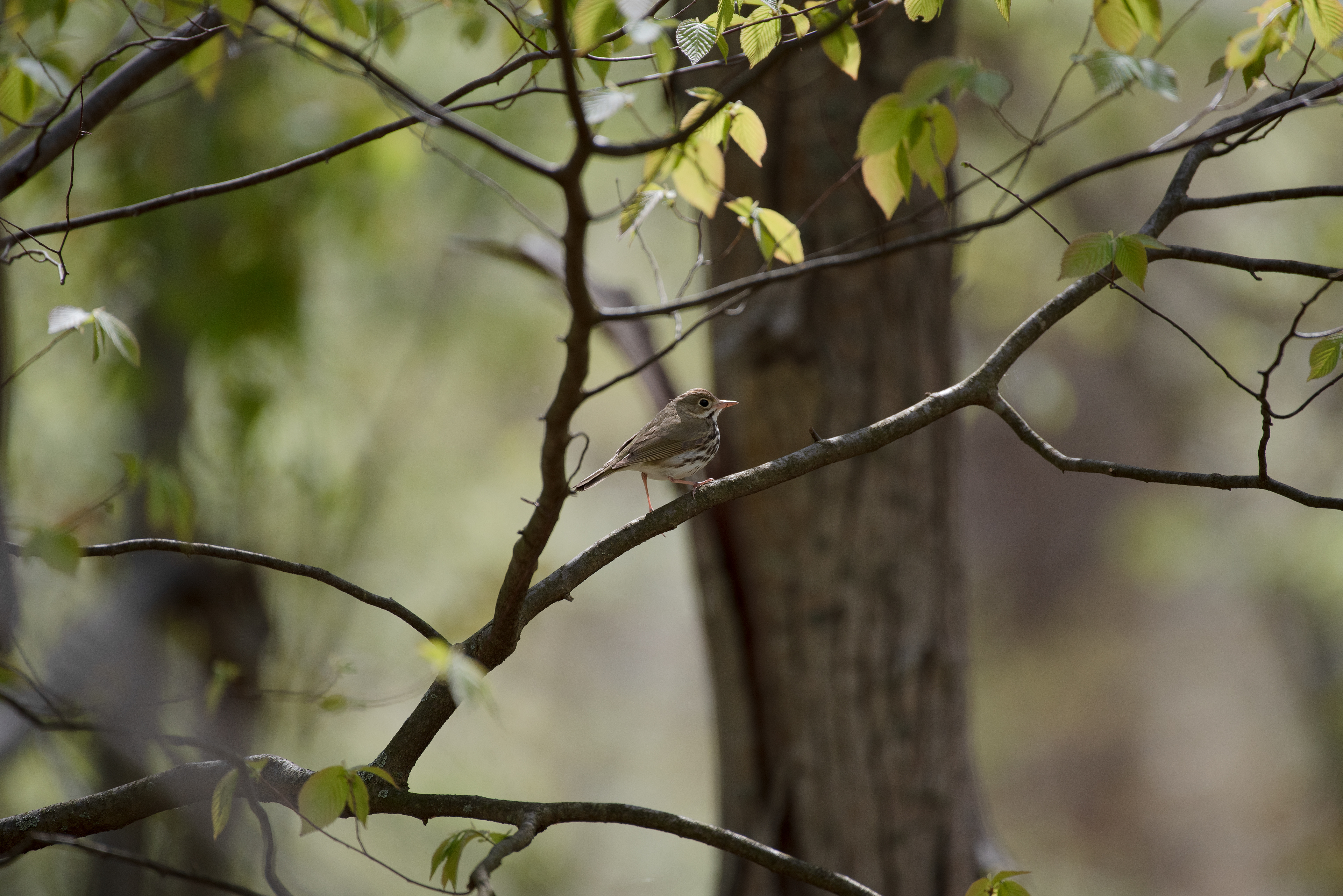 Ovenbird May 12, 2020 Basking Ridge, NJ USA