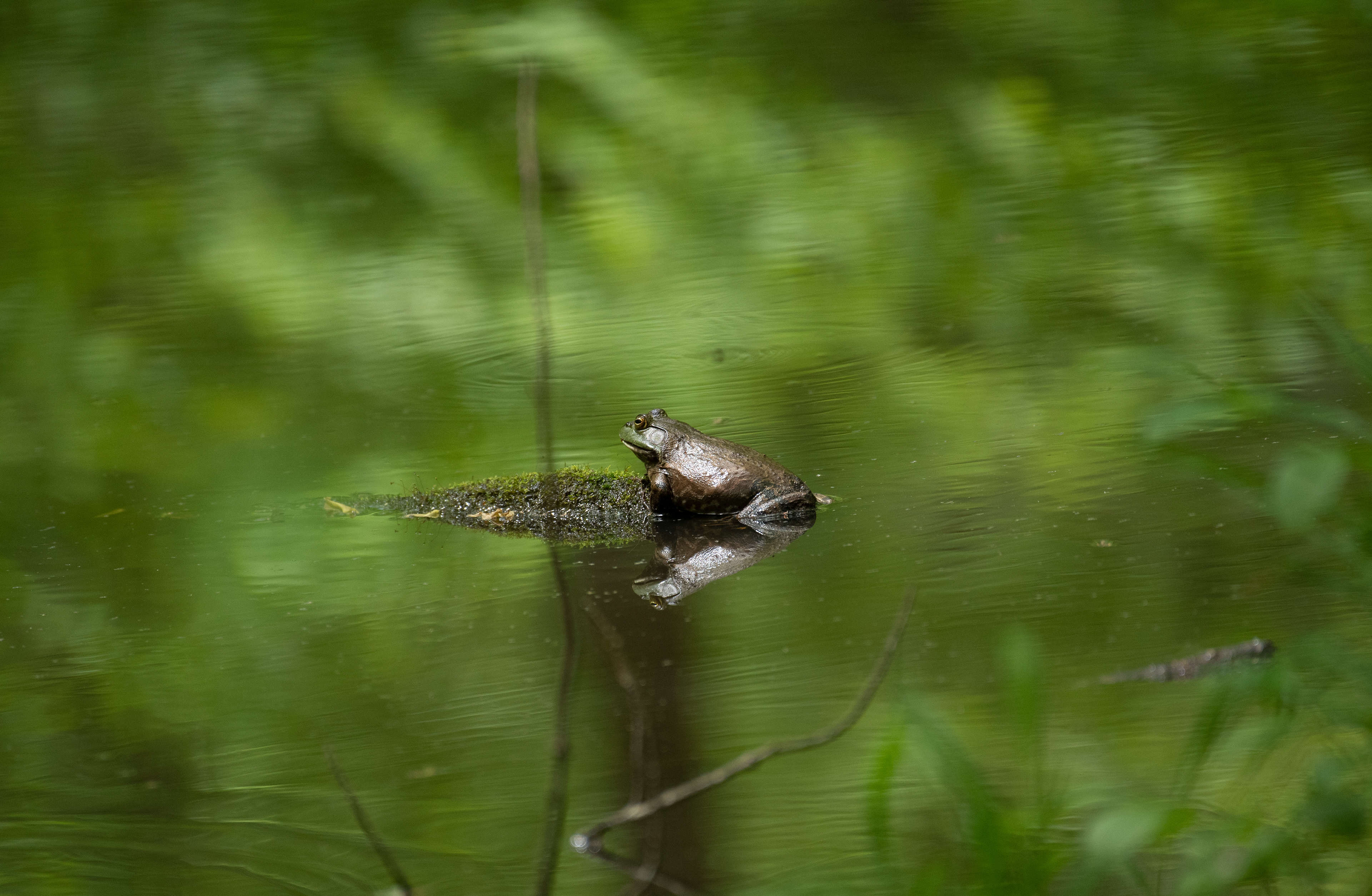 Bullfrog May 24, 2020 Lord Stirling Park, NJ USA