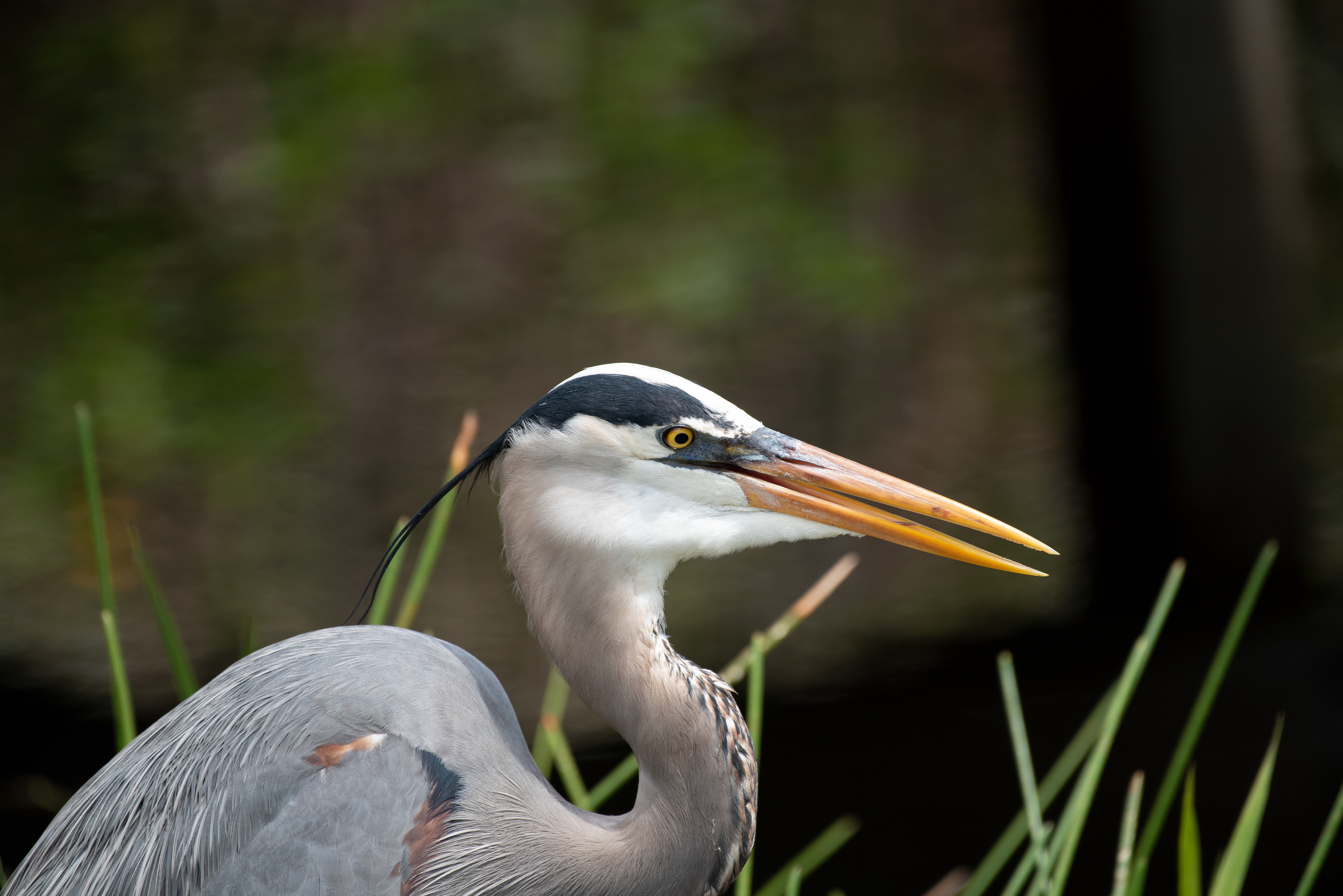 Great Blue Heron Mar 17, 2020 Everglades National Park, FL USA