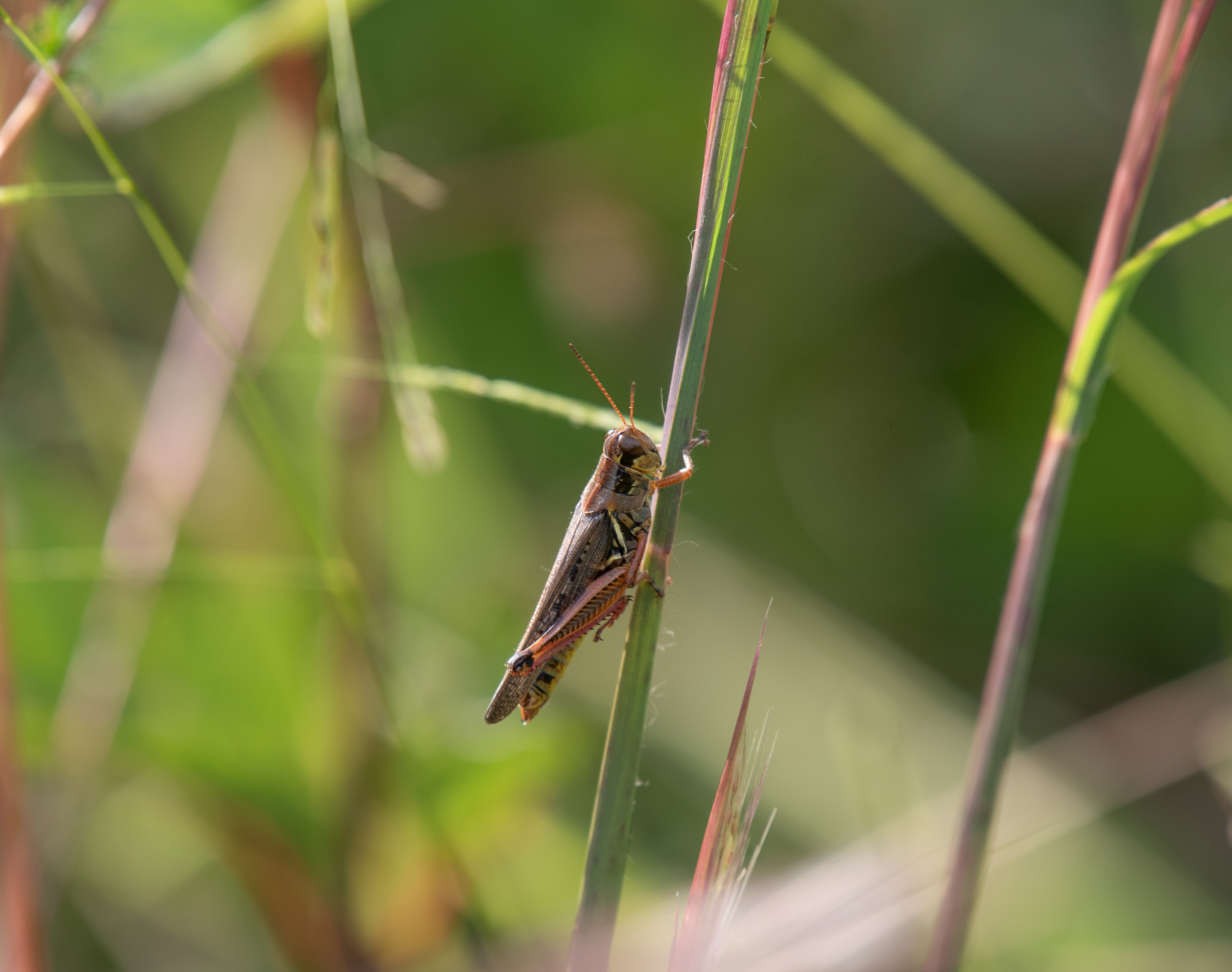 Red Legged Grasshopper Sept 9, 2020 Great Swamp NWR, NJ USA