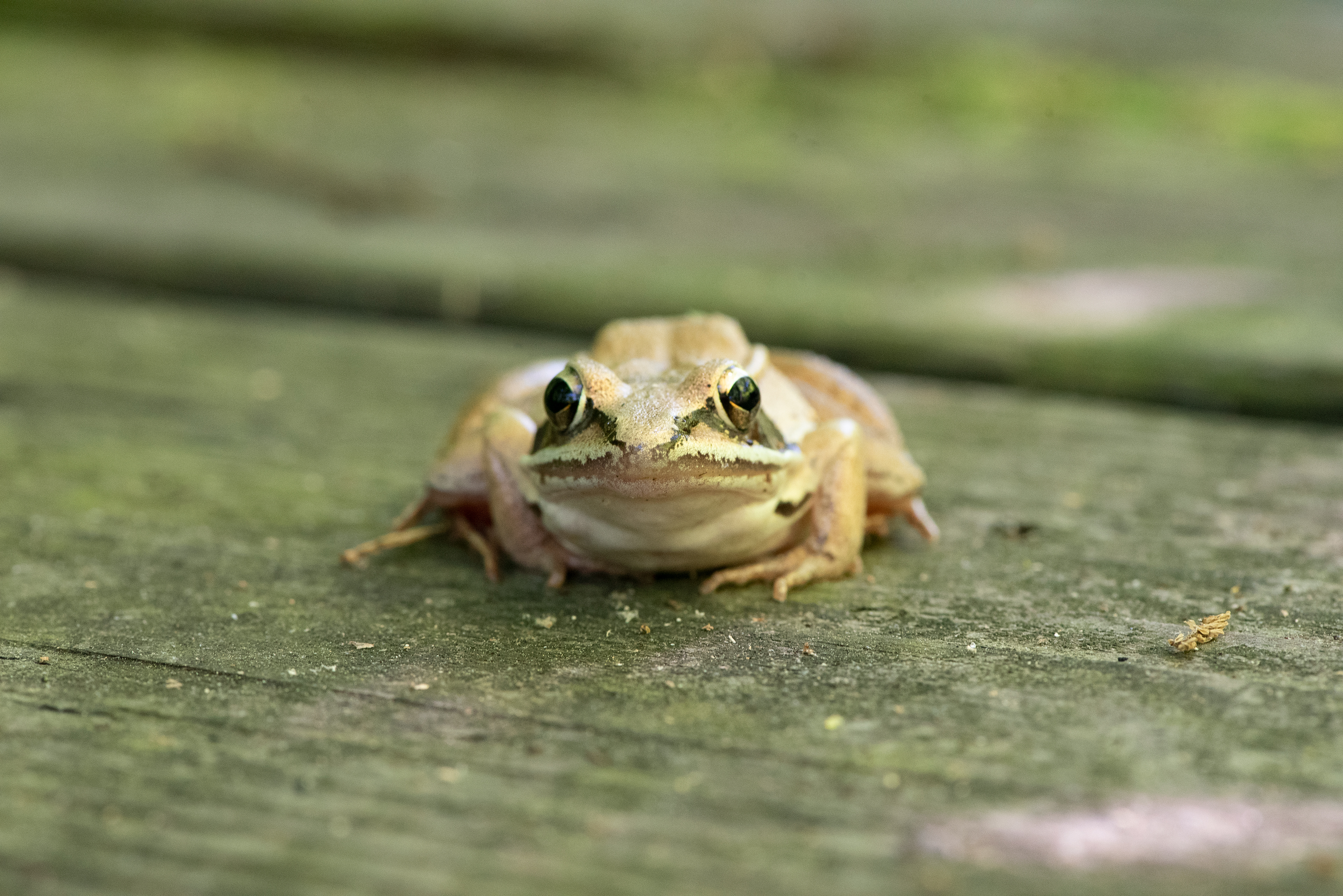 Wood Frog June 14, 2020 Lord Stirling Park, NJ USA