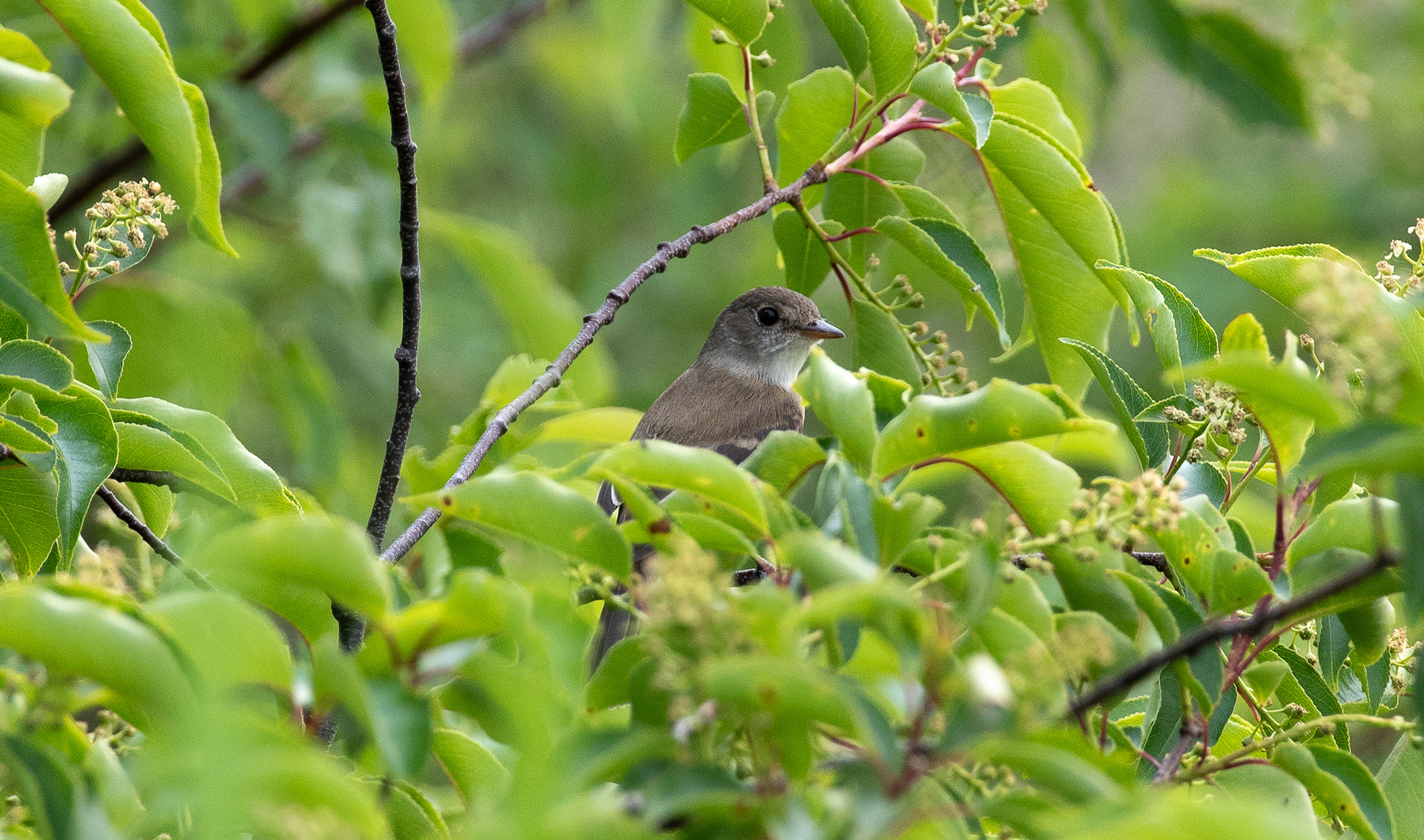 Willow Flycatcher Jun 5, 2025 Parker River NWR, MA USA