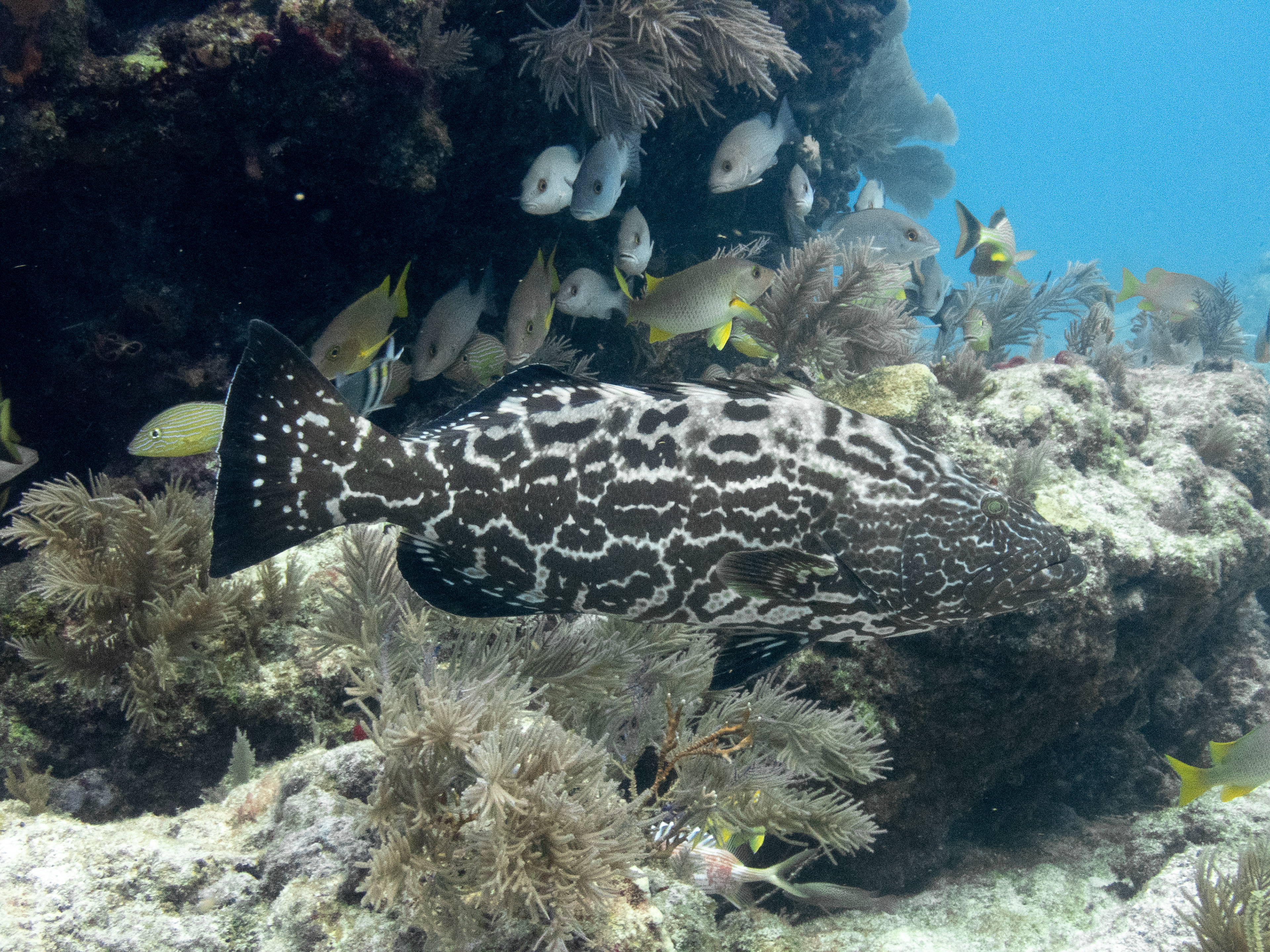 Black Grouper Mar 16, 2020 Key Largo, FL USA