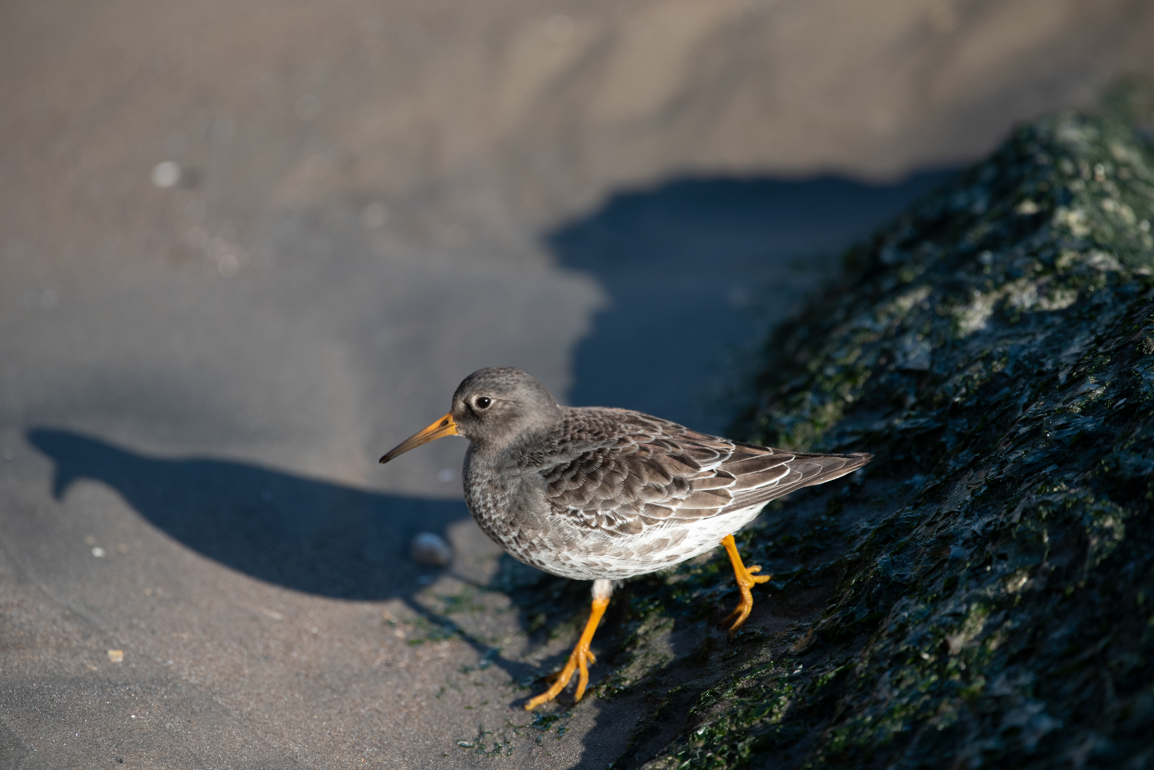 Purple Sandpiper Dec 20, 2019 Coney Island, NY USA