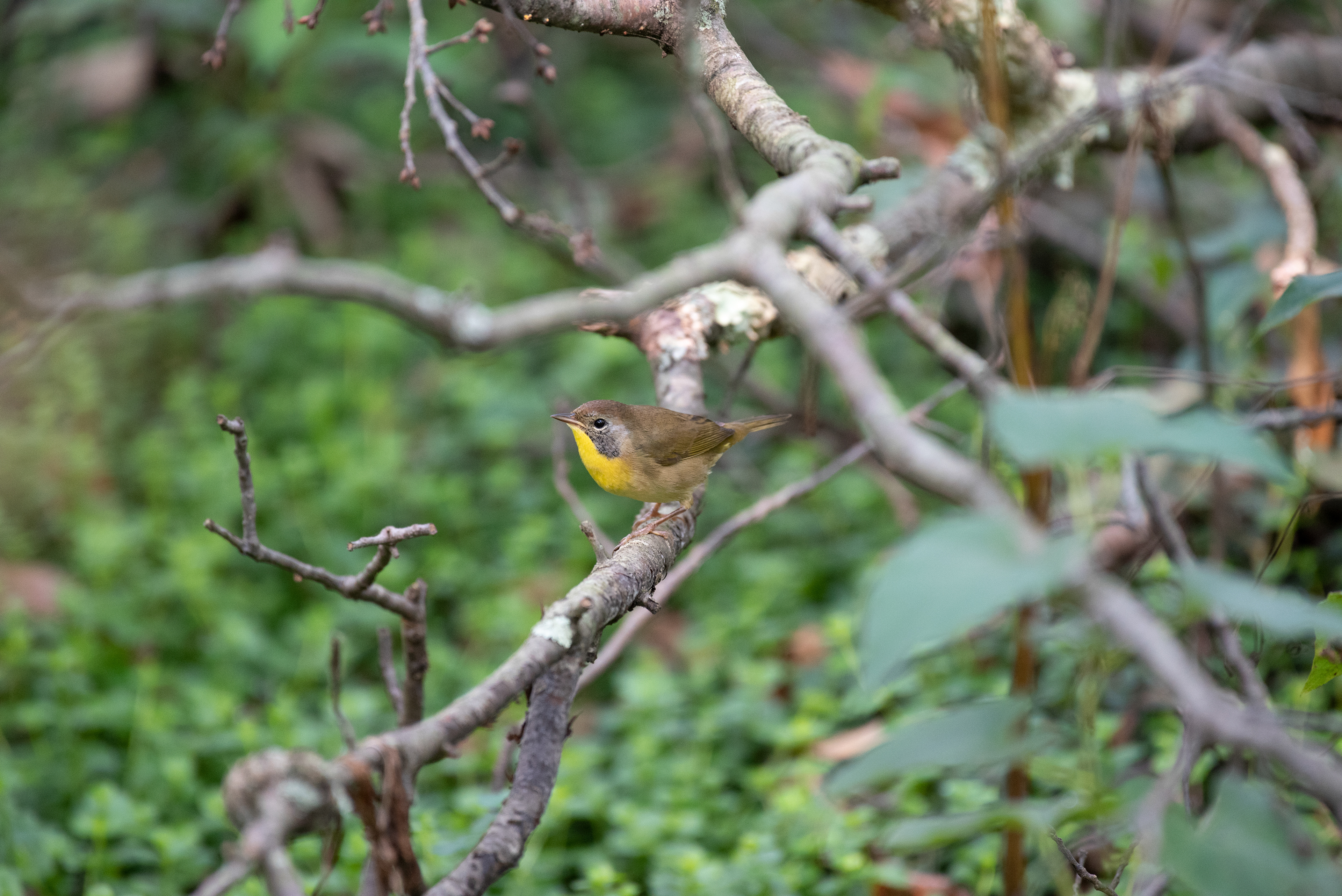 Common Yellowthroat Sept 7, 2020 Lord Stirling Park, NJ USA