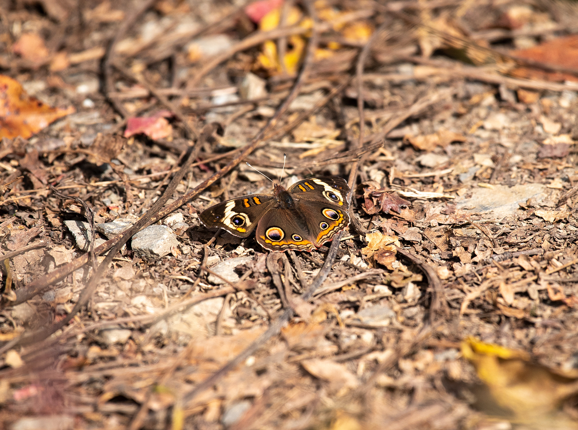 Common Buckeye Oct 13, 2019 Trexler Nature Preserve, PA USA