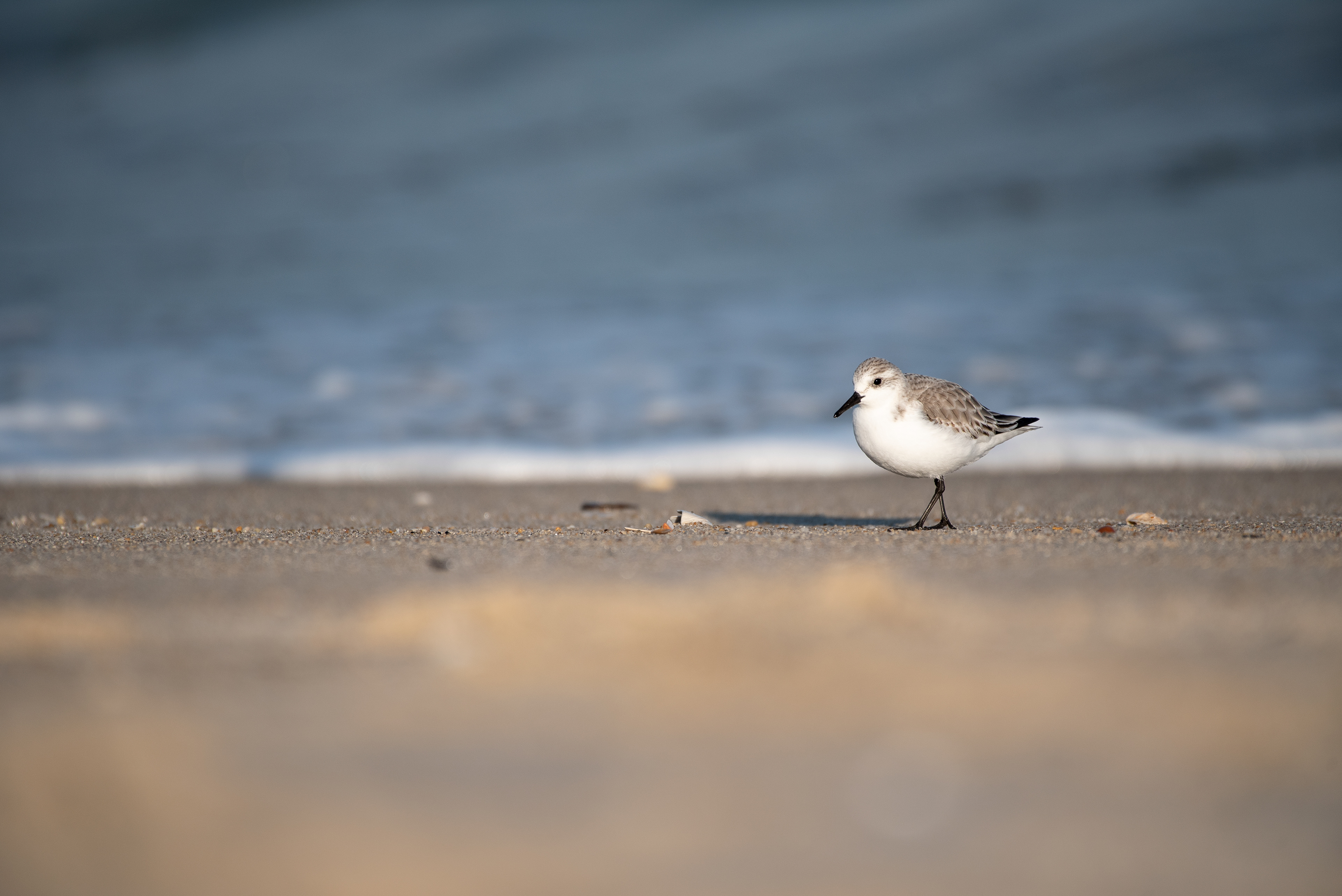 Sanderling Feb 16, 2020 Sandy Hook, NJ USA