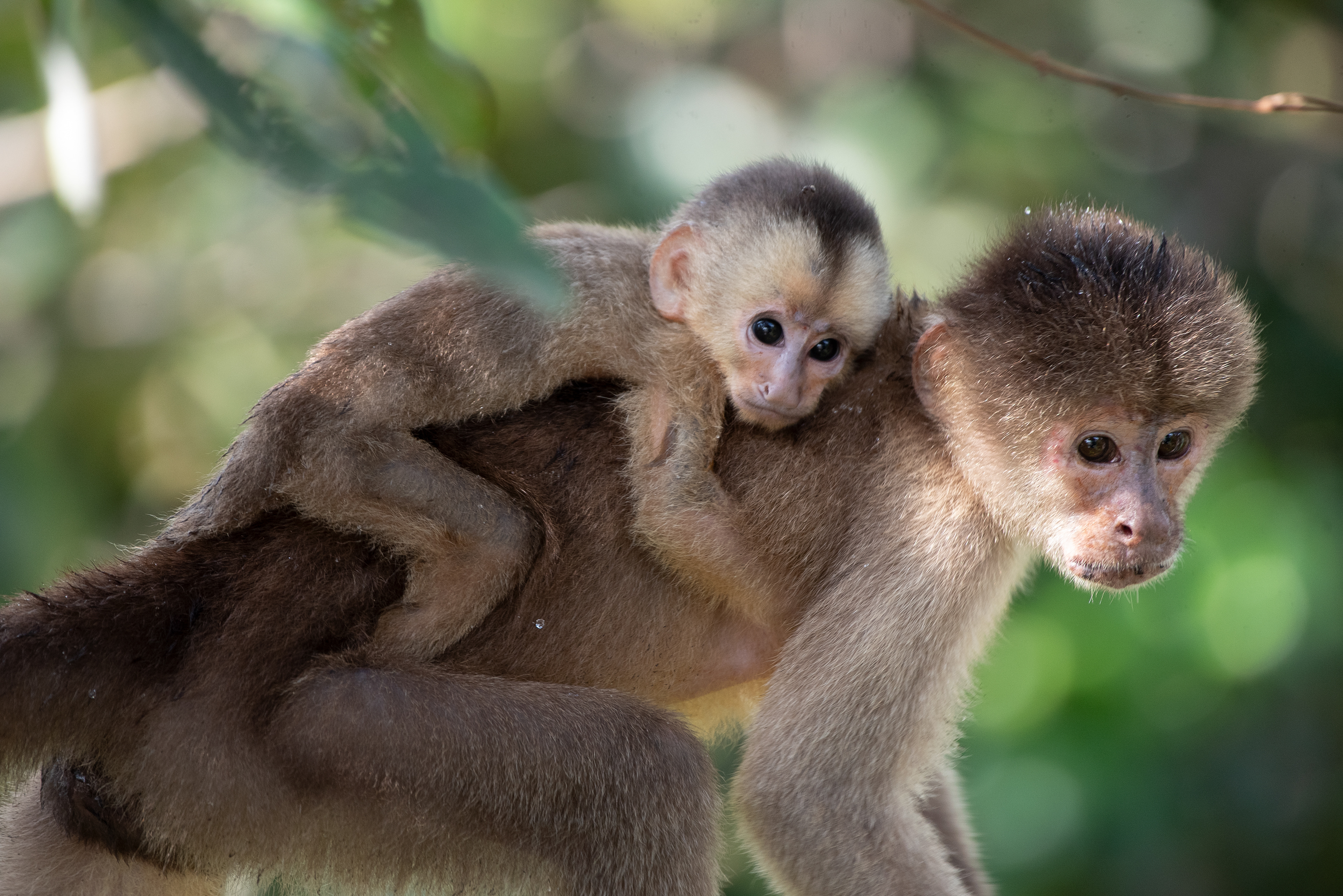 Maranon White Fronted Capuchin Aug 8, 2023 Cuyabeno Reserve, Ecuador