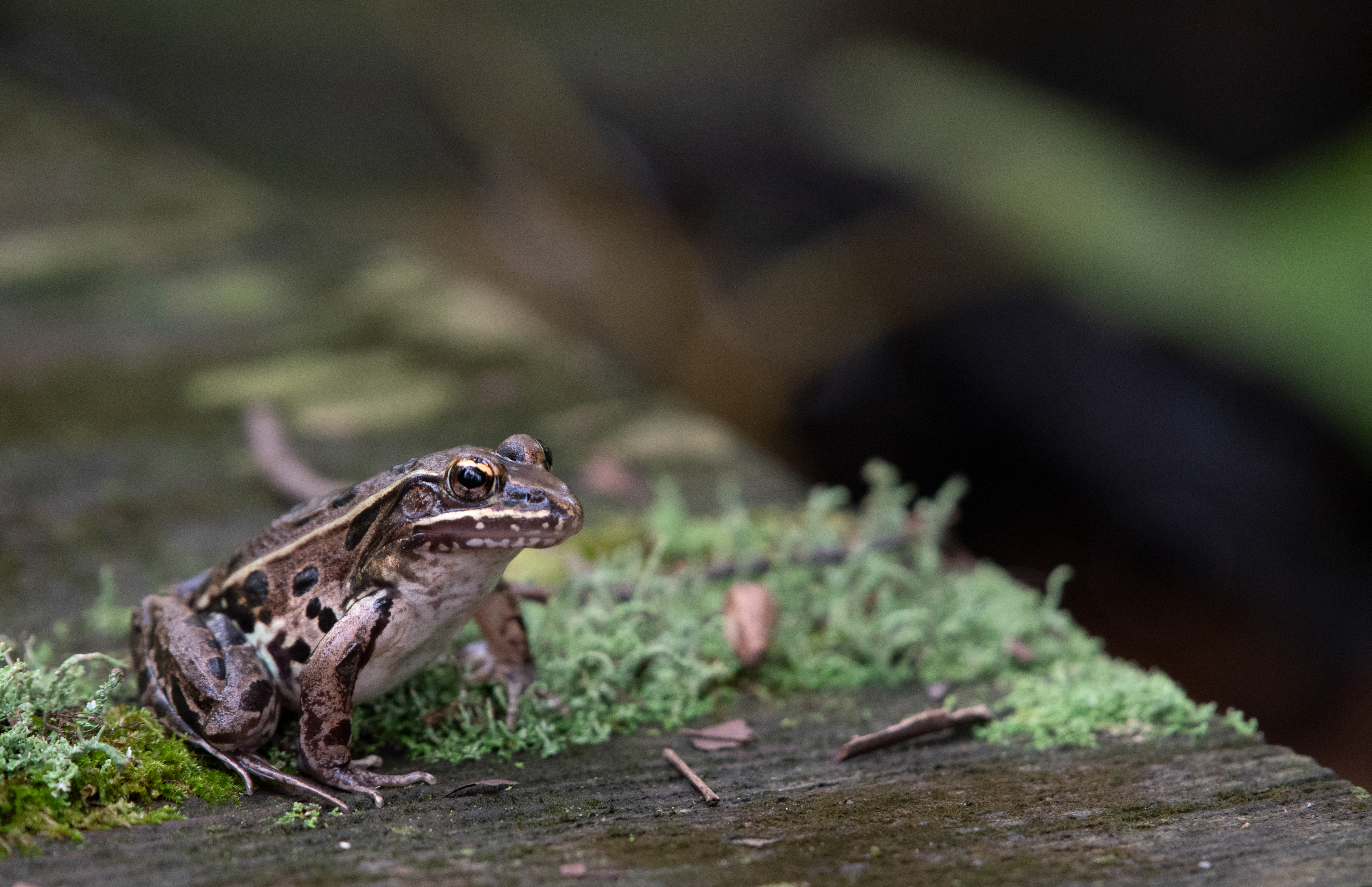 Atlantic Coast Leopard Frog Oct 2, 2023 Lord Stirling Park, NJ USA