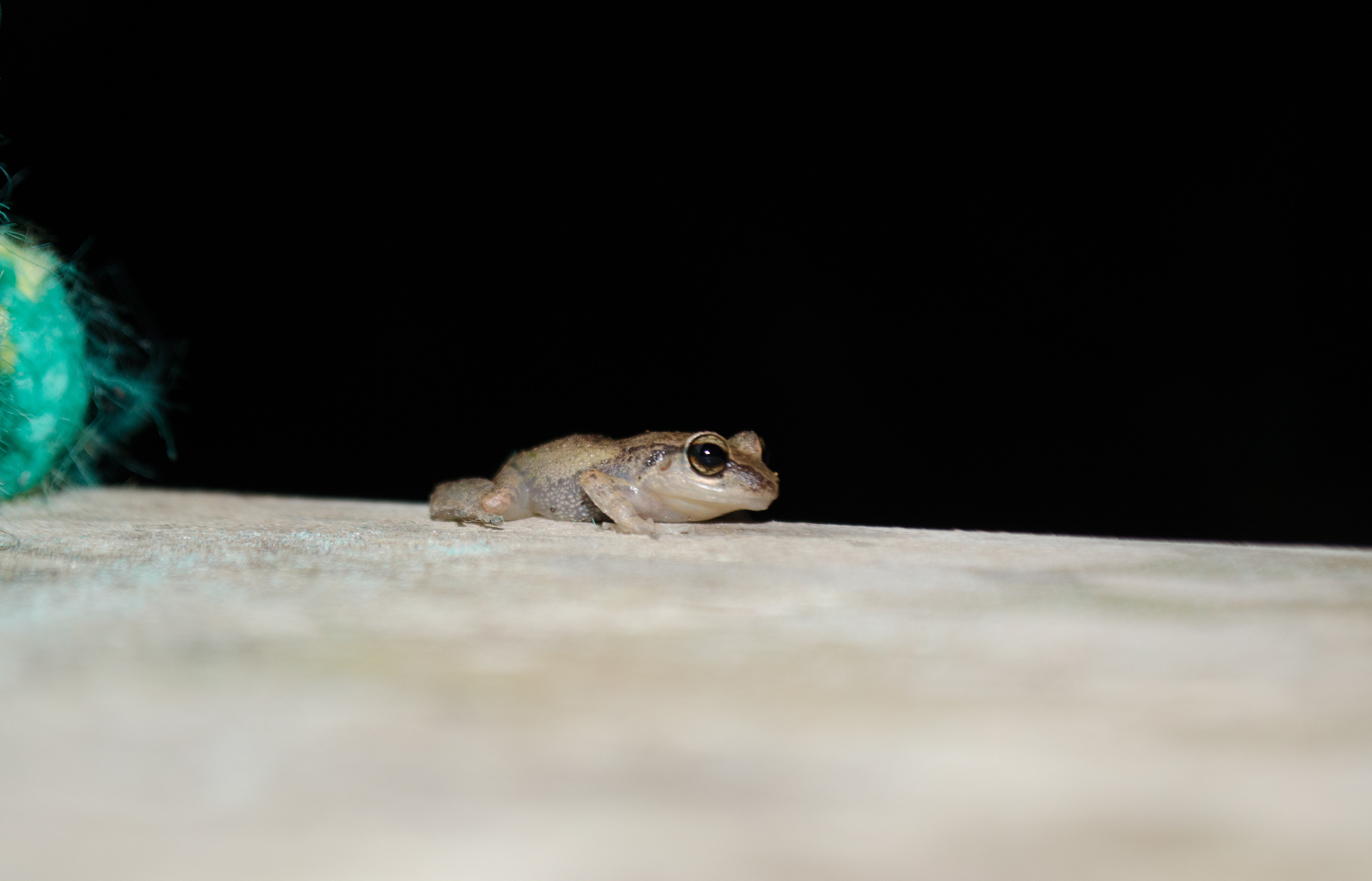 Lesser Antillian Whistling Frog Aug 3, 2018 Windwardside, Saba