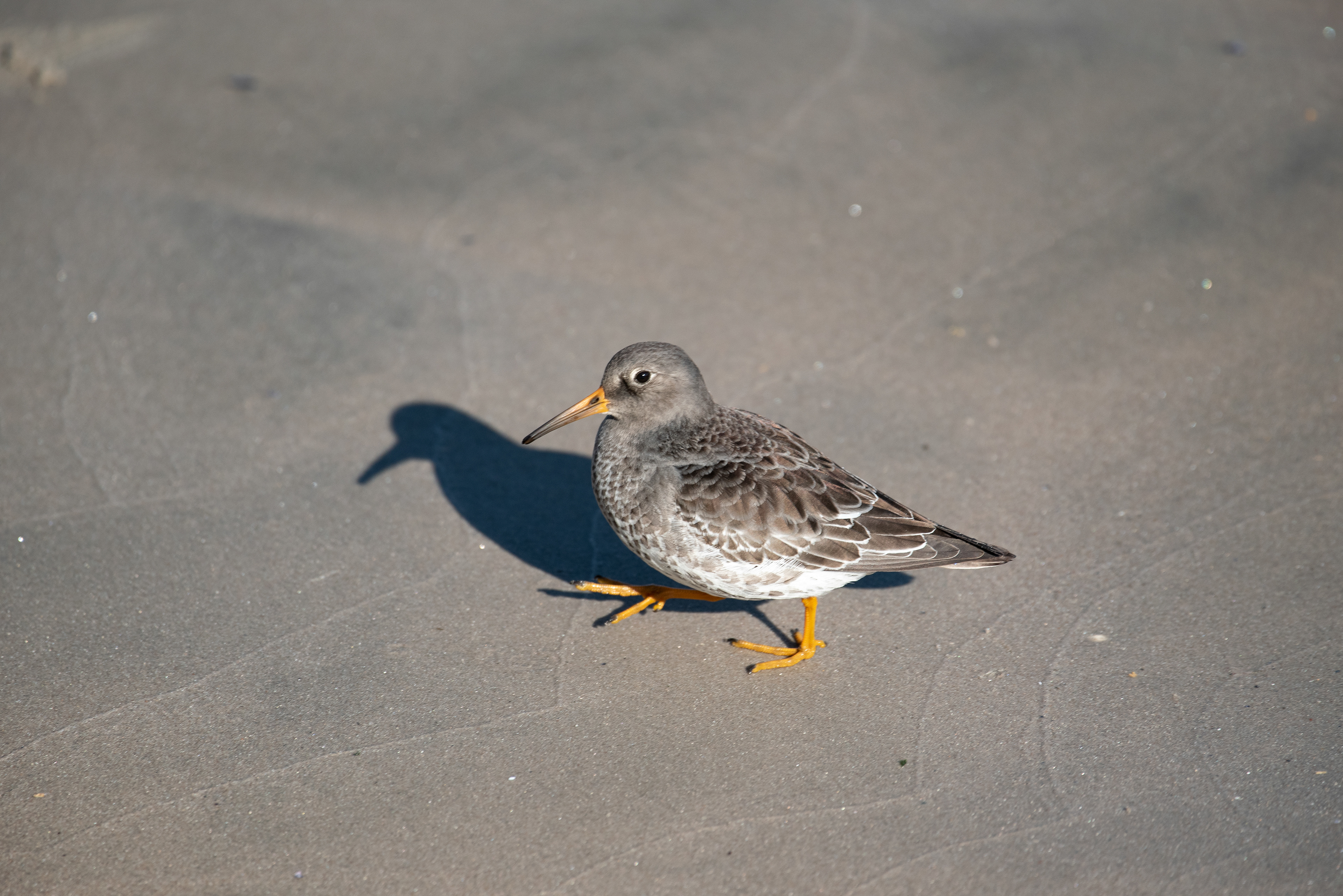 Purple Sandpiper Dec 20, 2019 Coney Island, NY USA