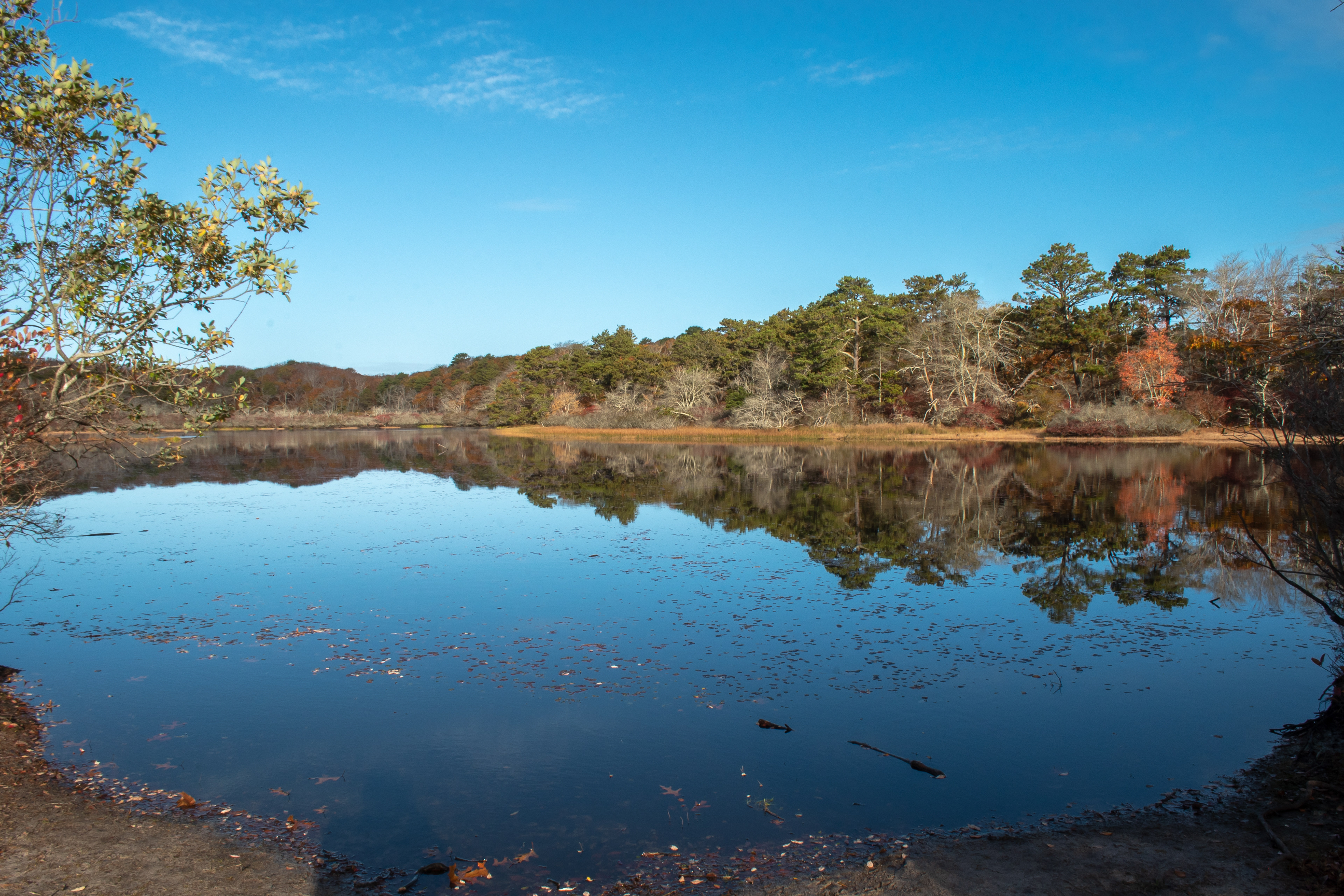 Beech Forest Trail Nov 5, 2022 Provincetown, MA USA