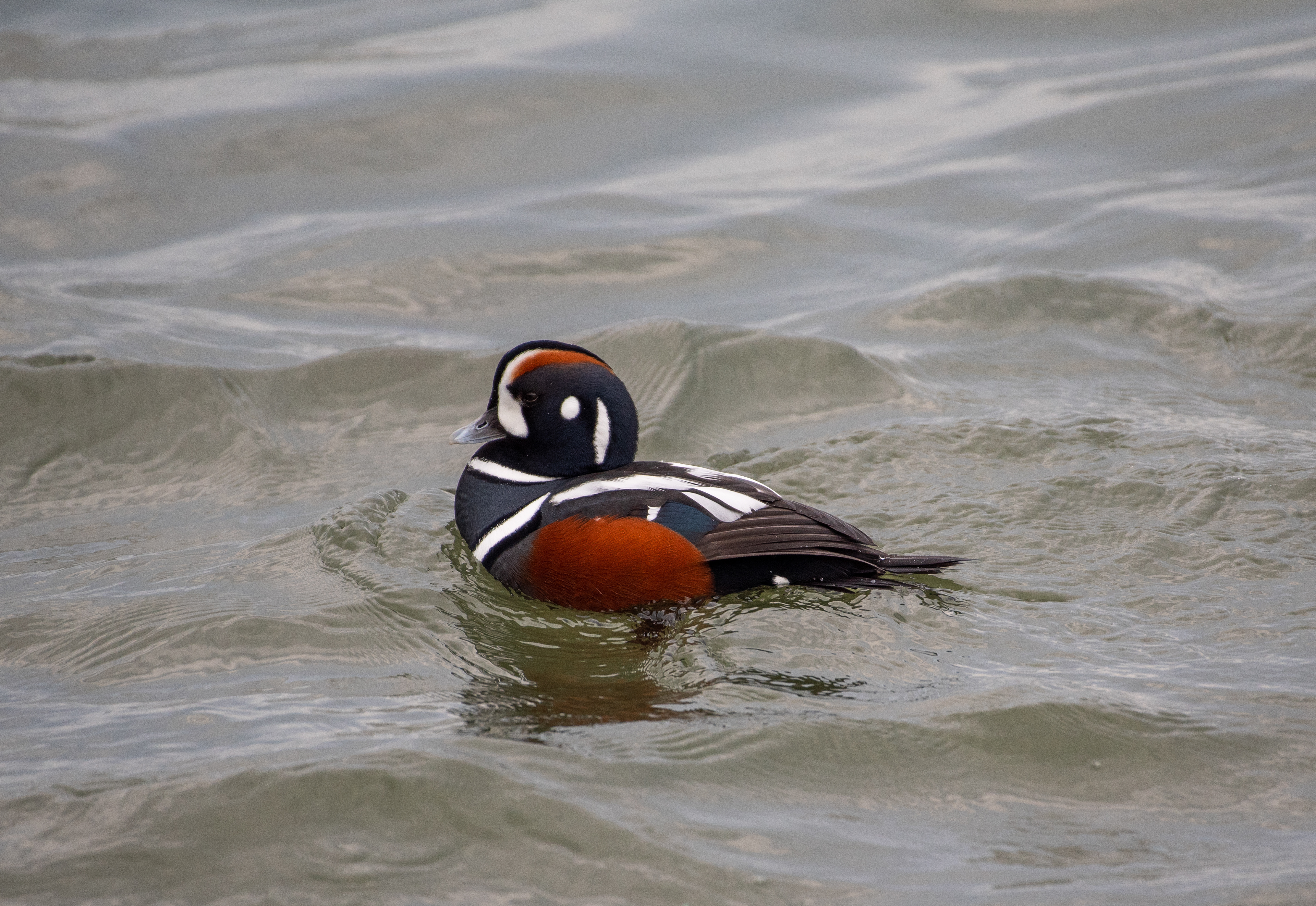 Harlequin Duck Jan 30, 2023 Barnegat Lighthouse State Park, NJ USA