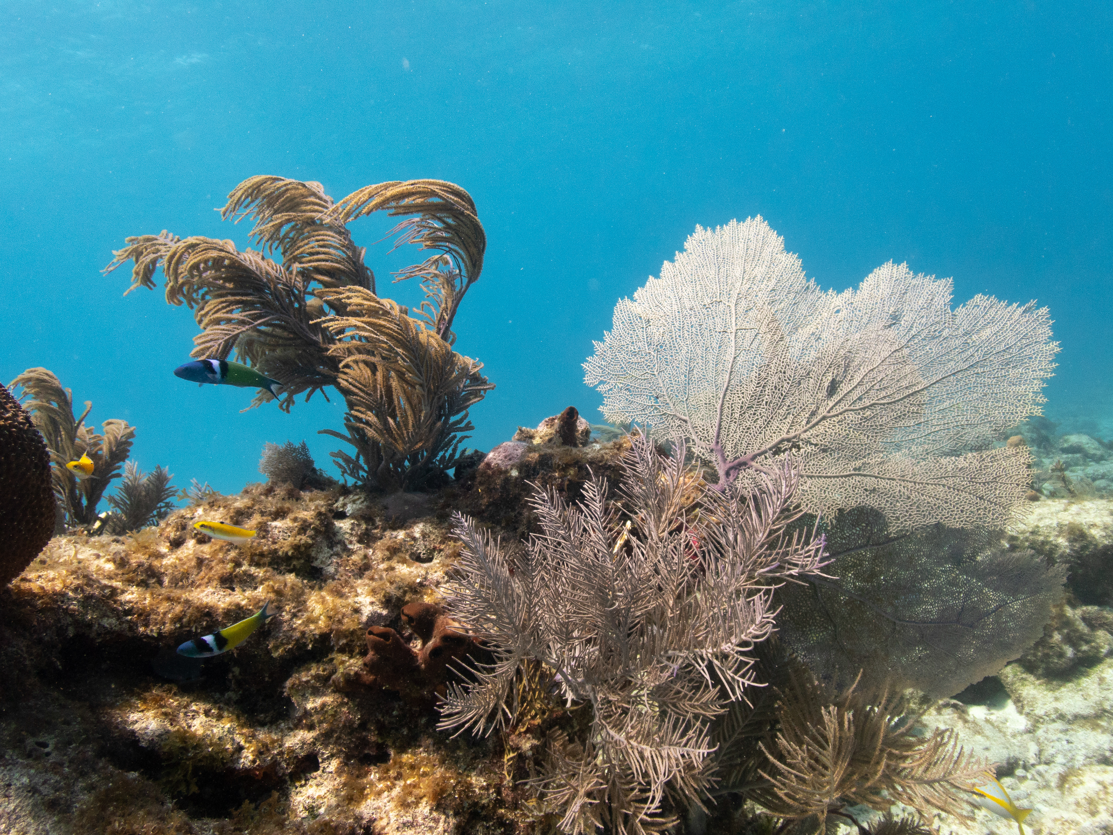 Reef Mar 15, 2020 Key Largo, FL USA