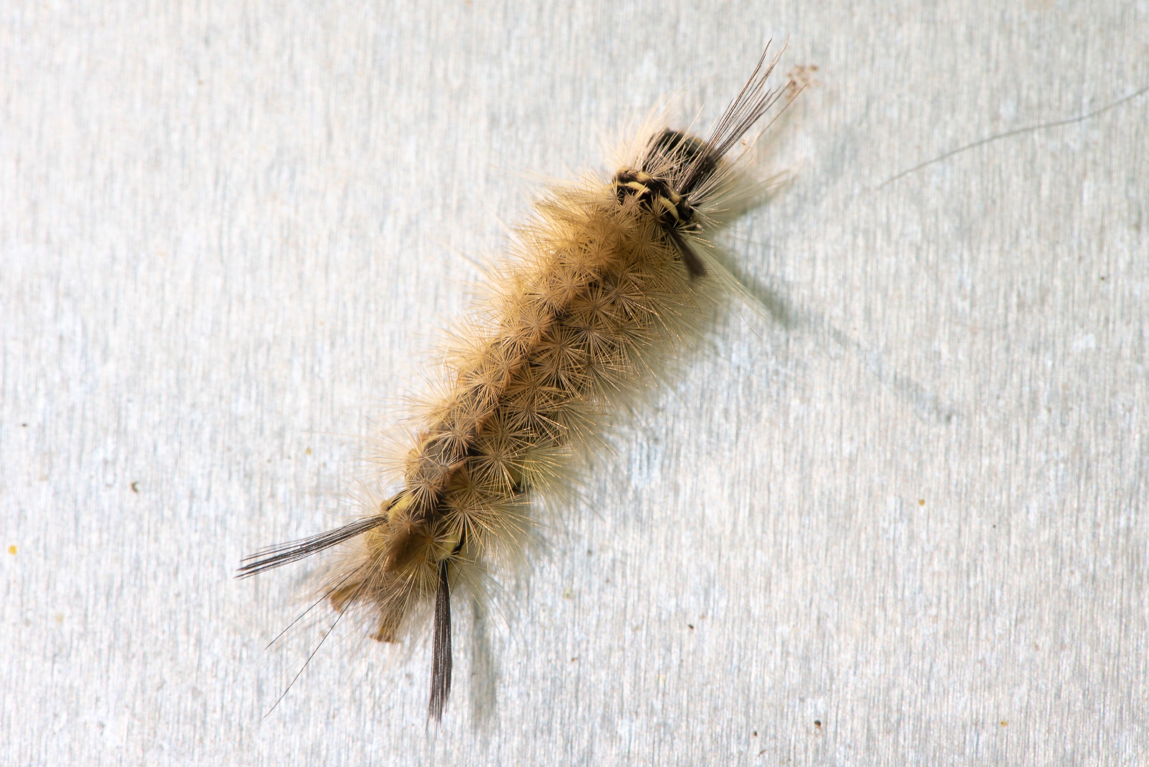 Banded Tussock Moth Caterpillar Aug 15, 2020 Sky Lake, NY USA