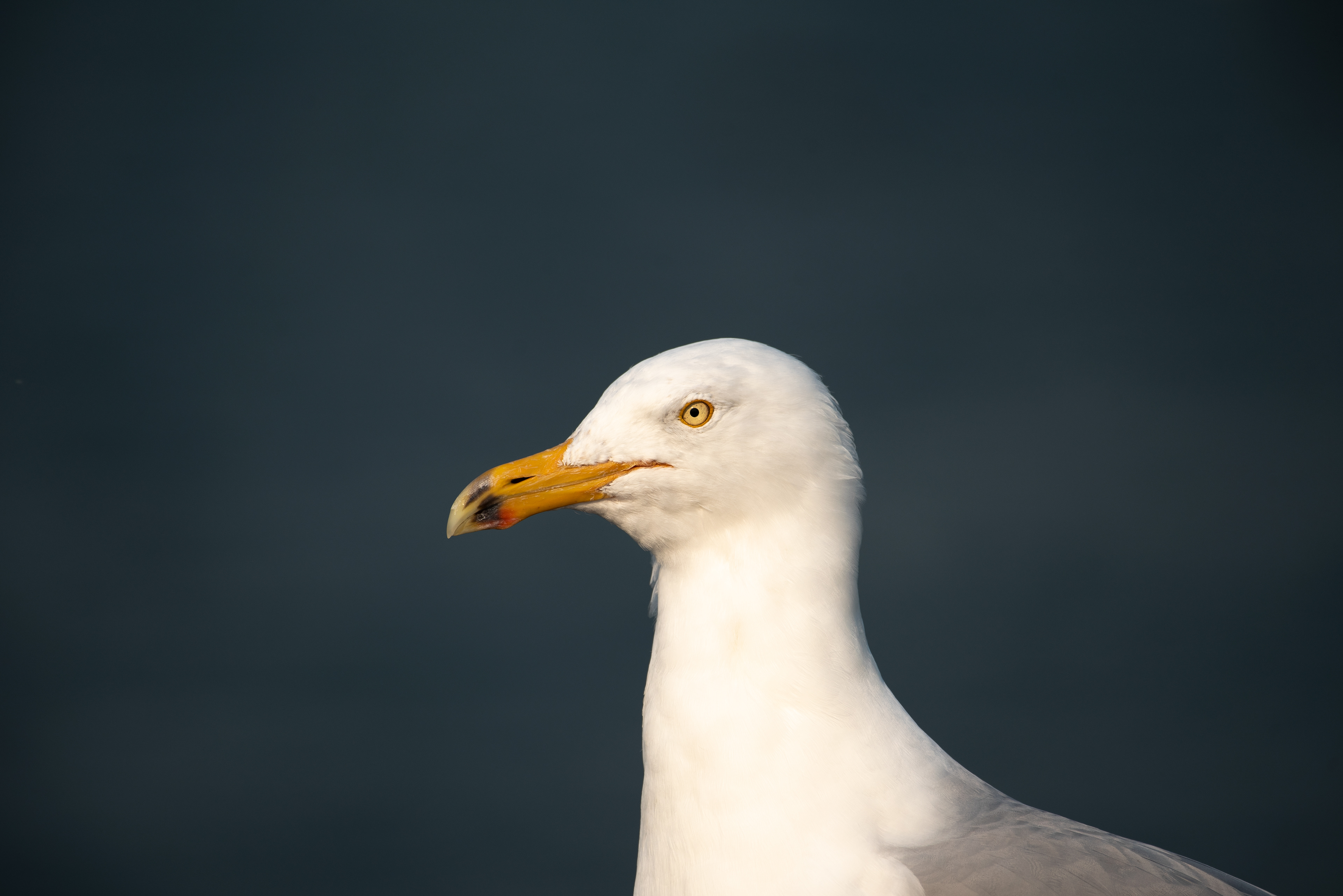 Herring Gull Feb 22, 2020 Barnegat Lighthouse State Park, NJ USA