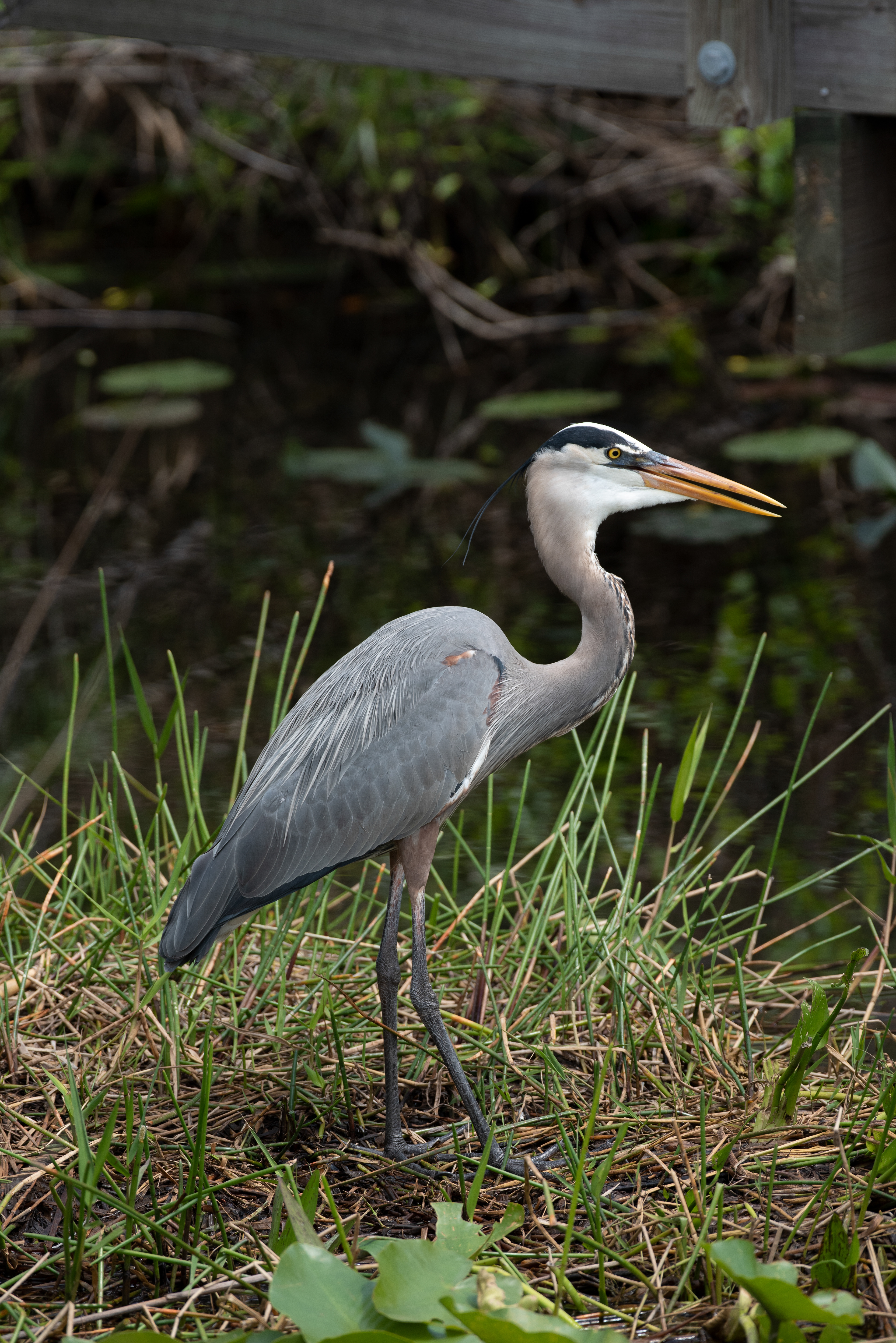 Great Blue Heron Mar 17, 2020 Everglades National Park, FL USA