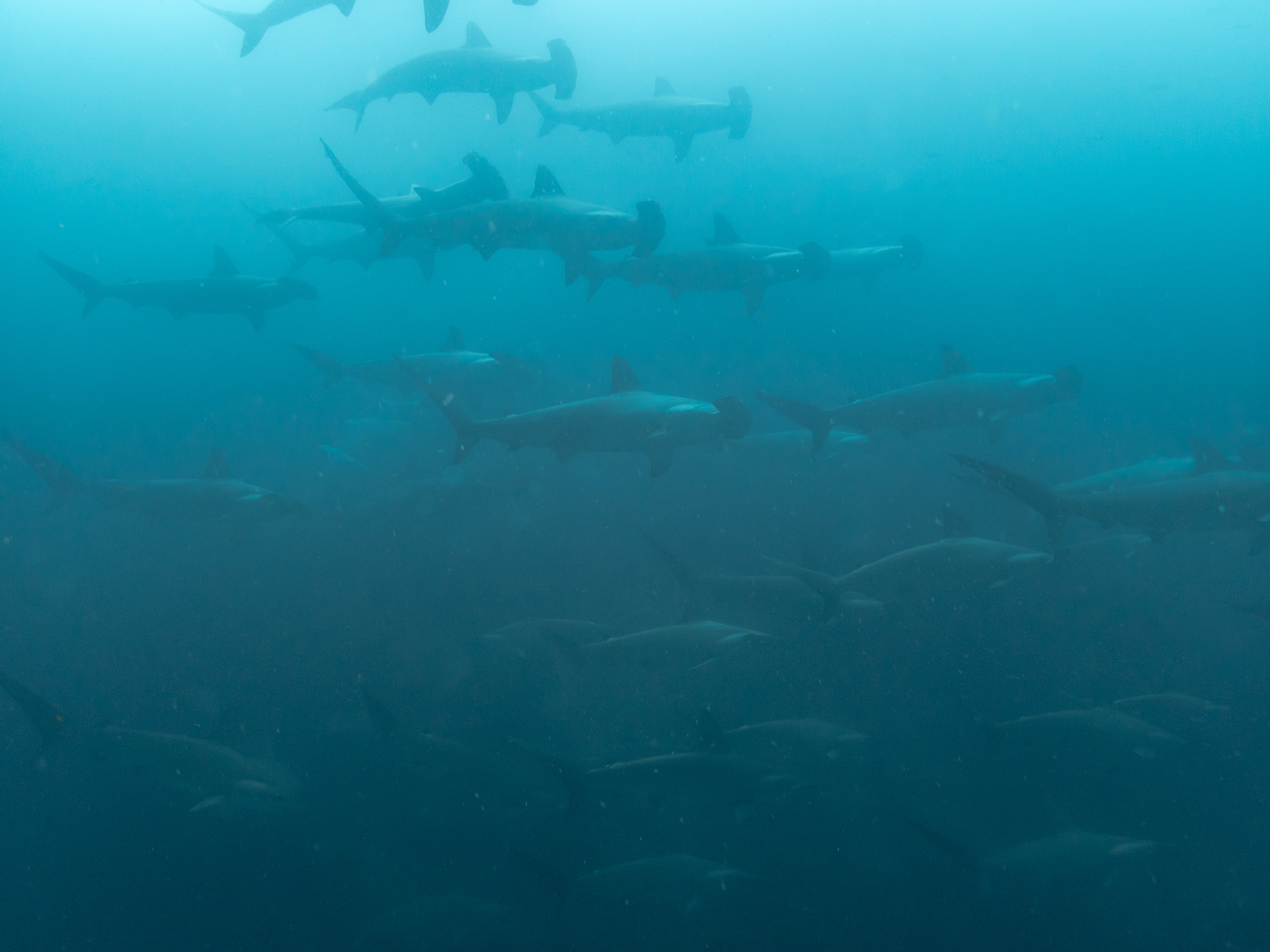 Scalloped Hammerhead Aug 13, 2023 Kicker Rock, Galapagos, Ecuador