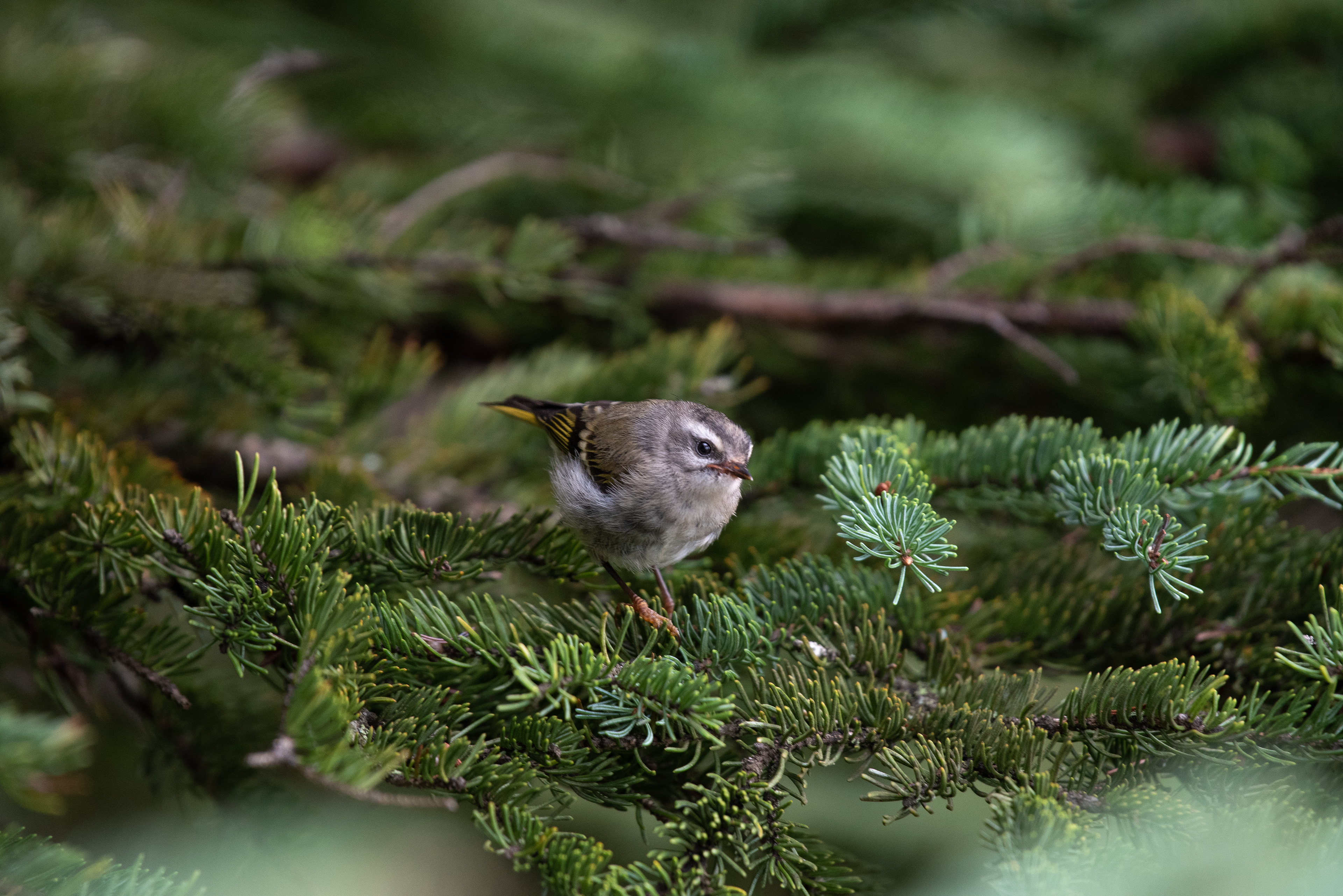 Golden Crowned Kinglet Sept 6, 2022 Acadia National Park, ME USA