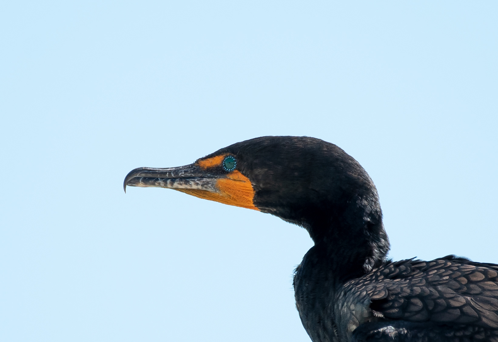 Double Crested Cormorant Mar 10, 2020 Key West, FL USA