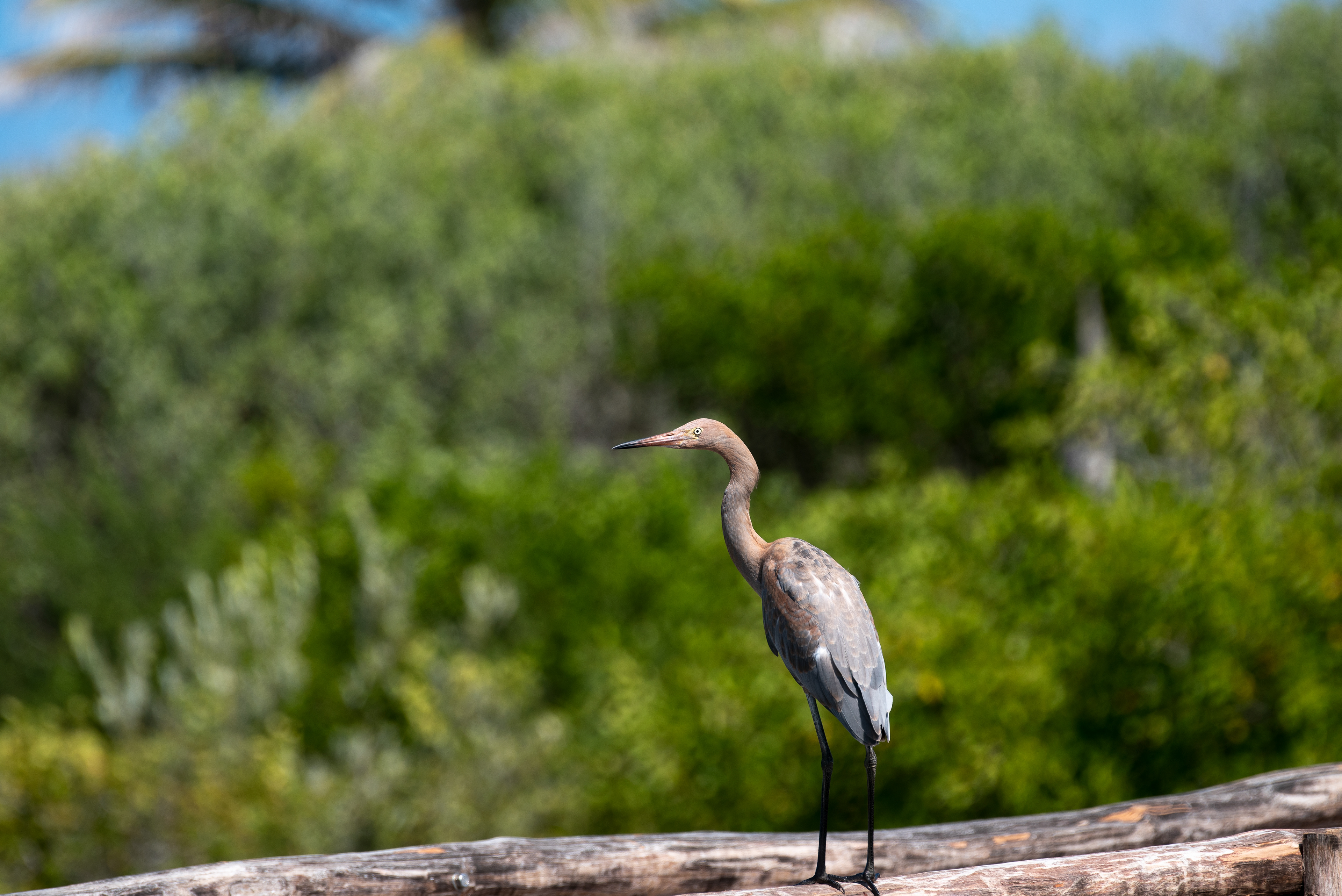 Reddish Egret Aug 23, 2019 Cozumel, MX