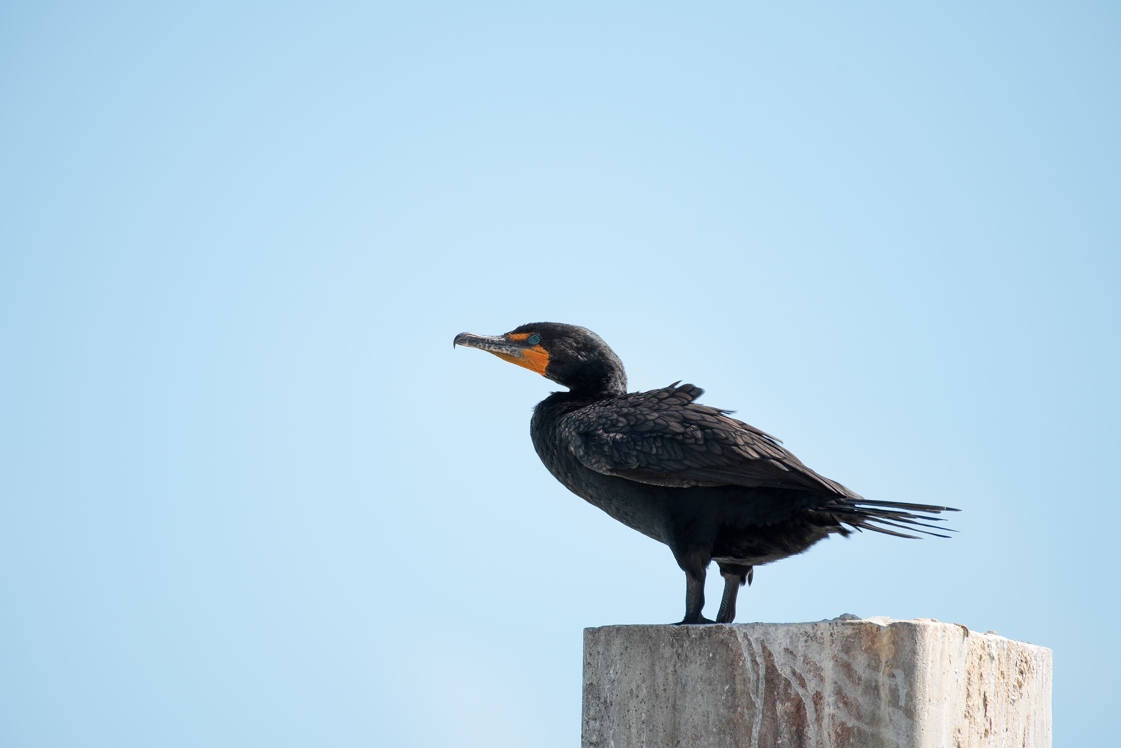 Double Crested Cormorant Mar 10, 2020 Key West, FL USA