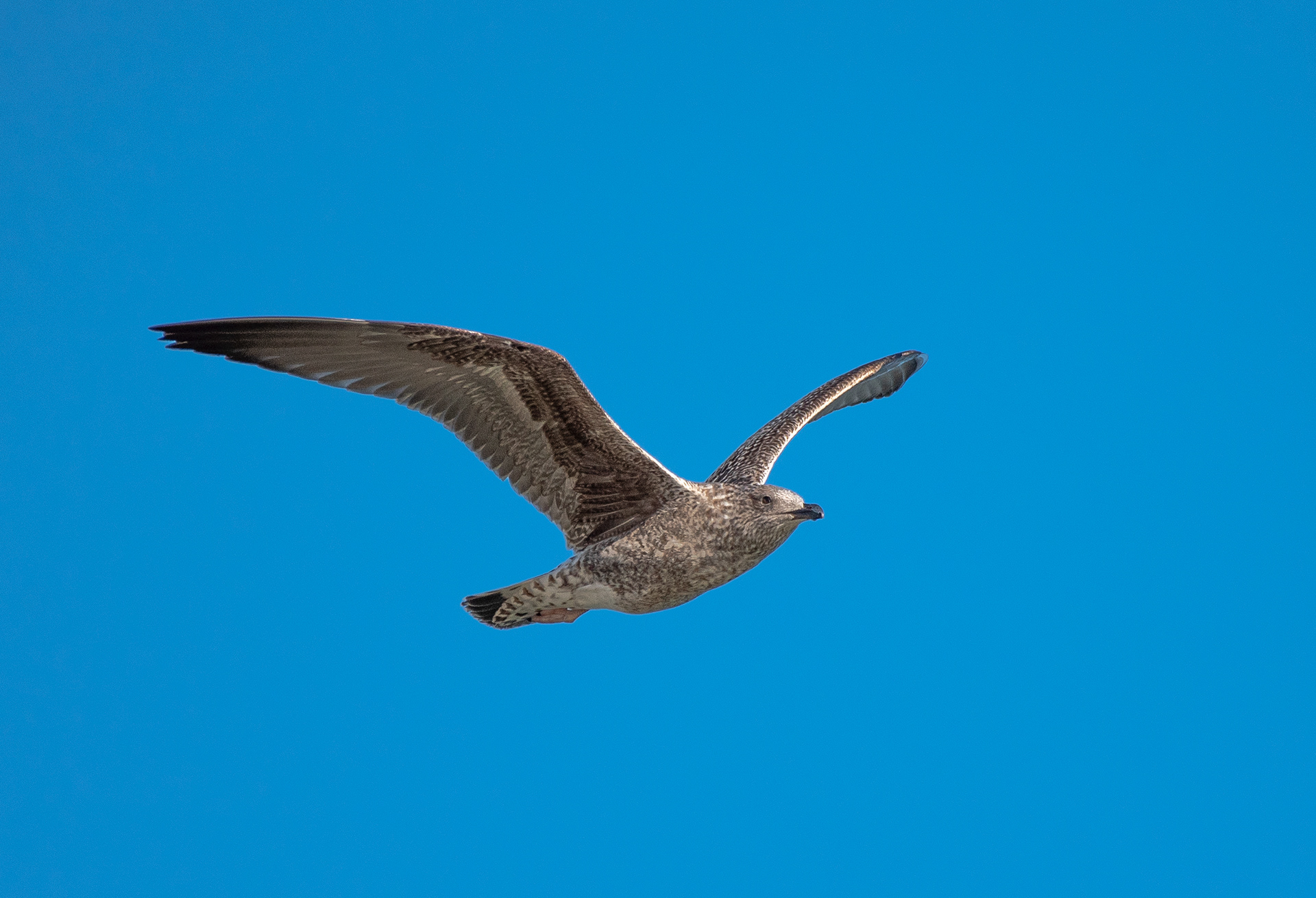 Herring Gull Nov 29, 2020 Sandy Hook, NJ USA