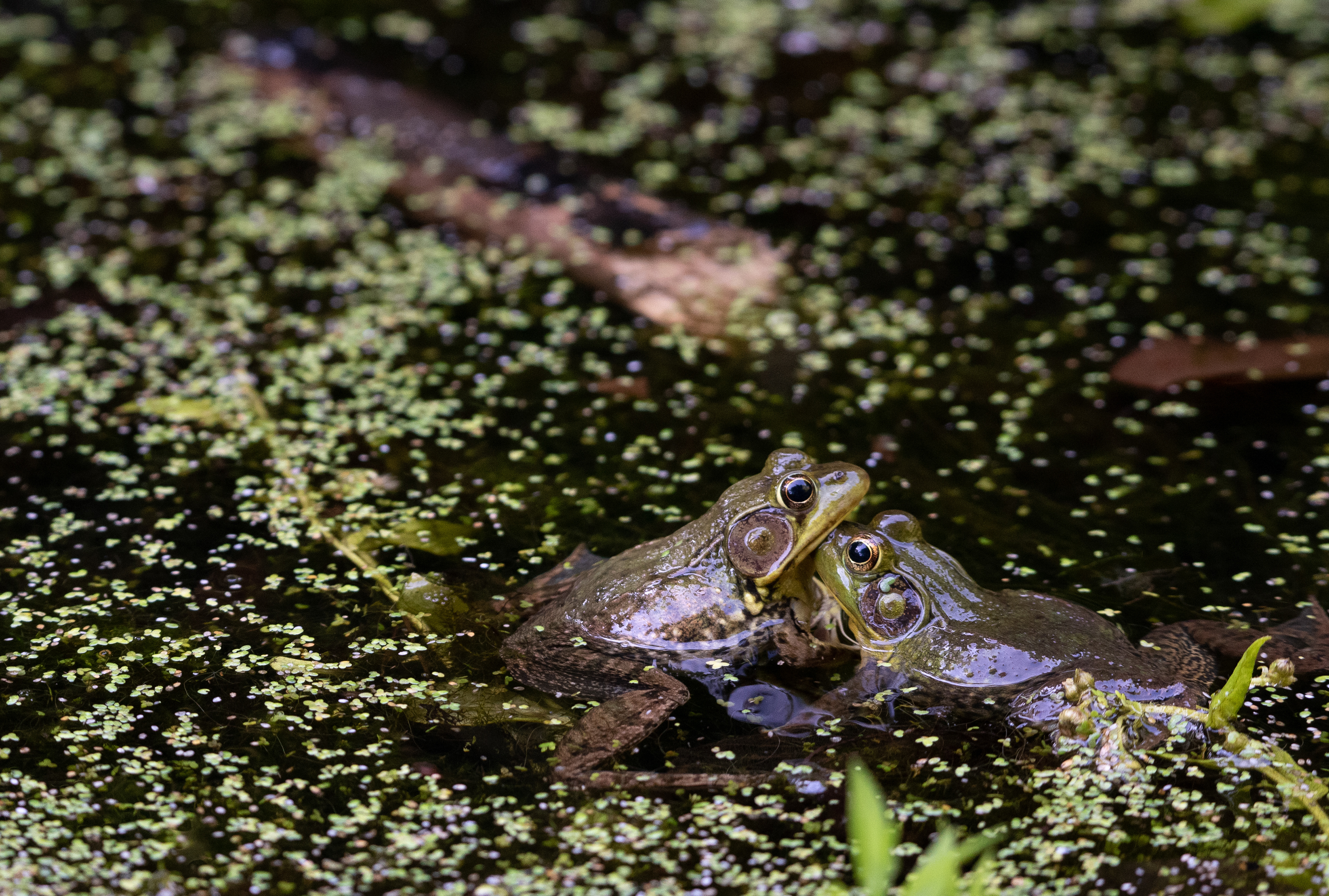 Green Frogs May 29, 2023 Scherman Hoffman WS, NJ USA