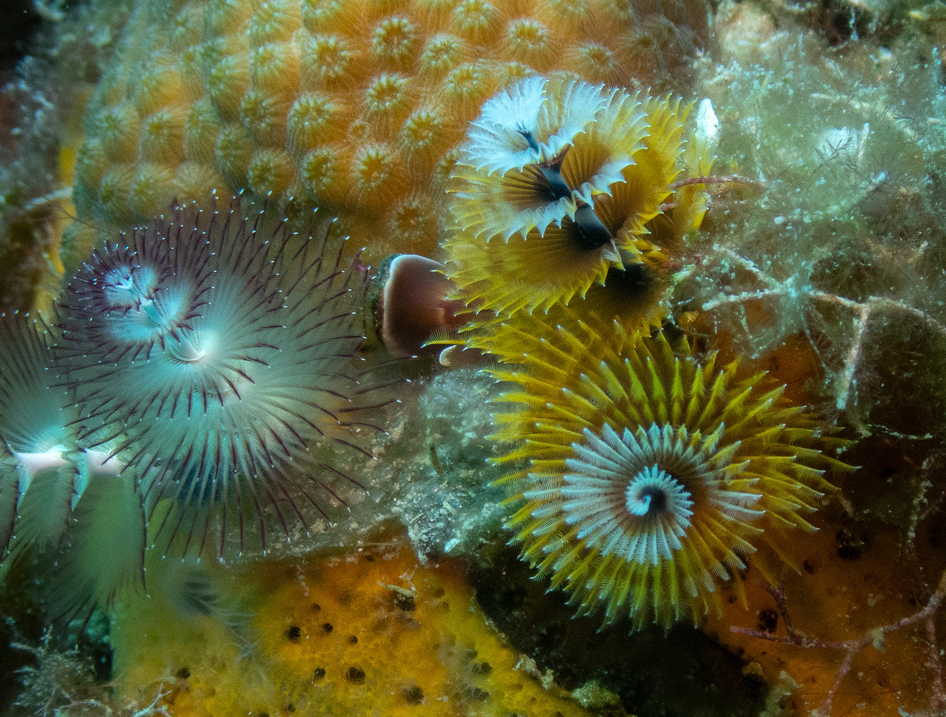 Christmas Tree Worms Aug 11, 2024 Roatan, Honduras