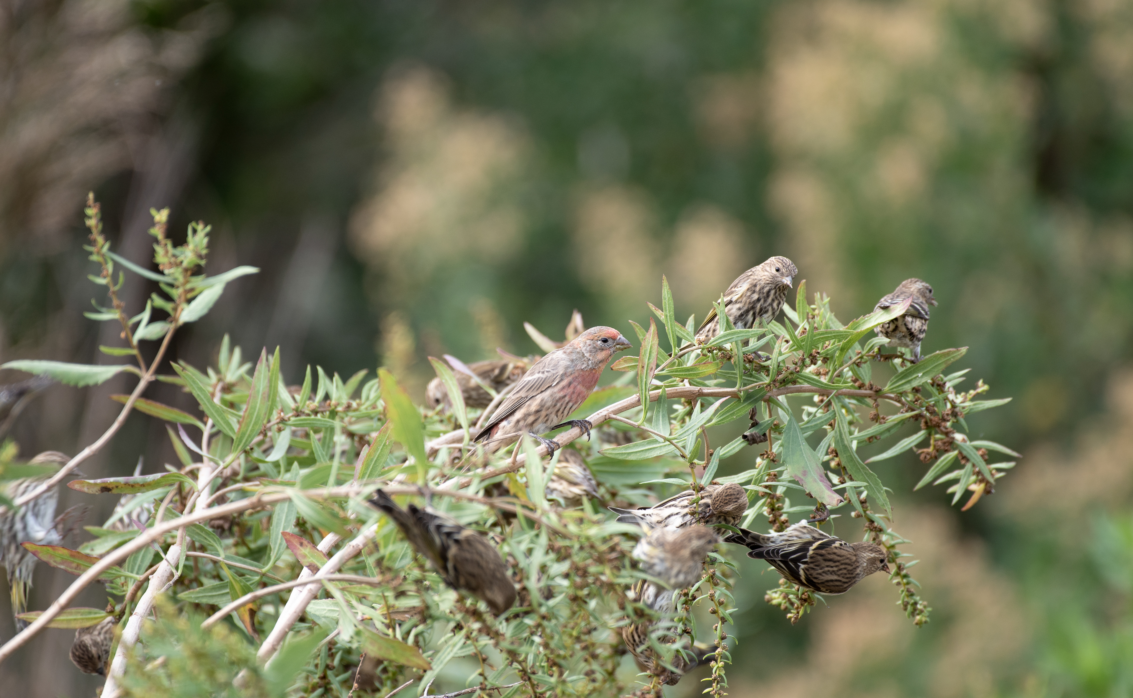 House Finch Oct 10, 2020 Sandy Hook, NJ USA