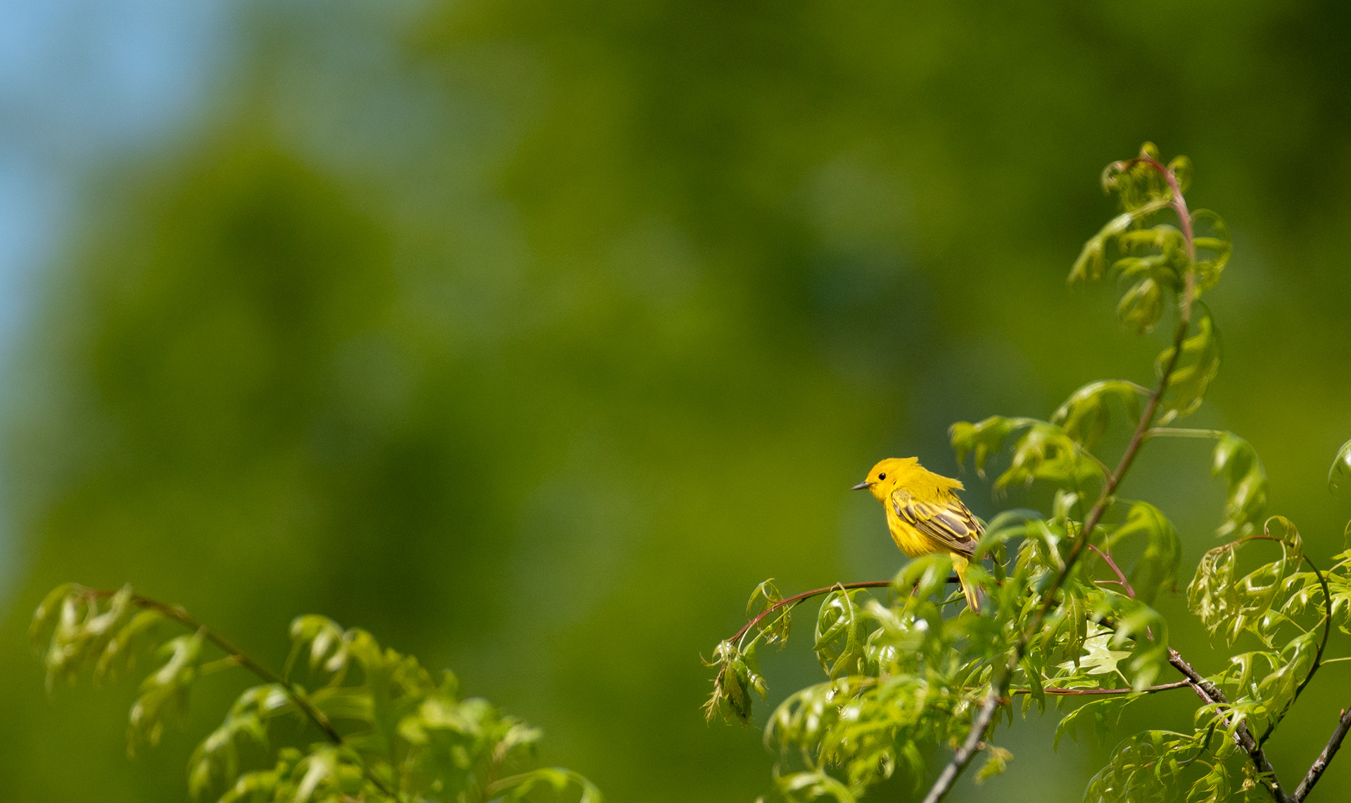 Yellow Warbler May 11, 2024 Warren, NJ USA