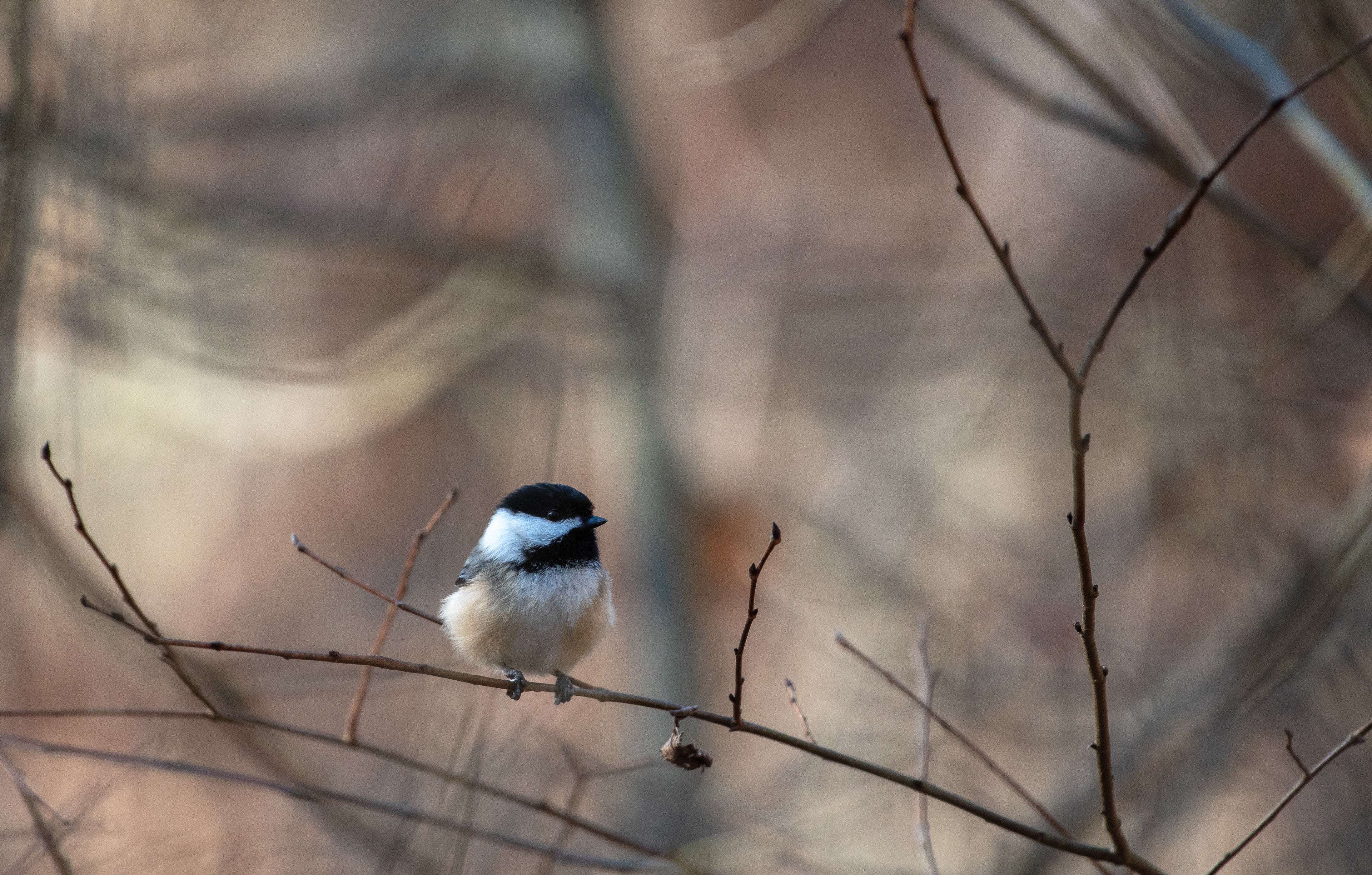 Black Capped Chickadee Dec 10, 2022 Lord Stirling Park, NJ USA
