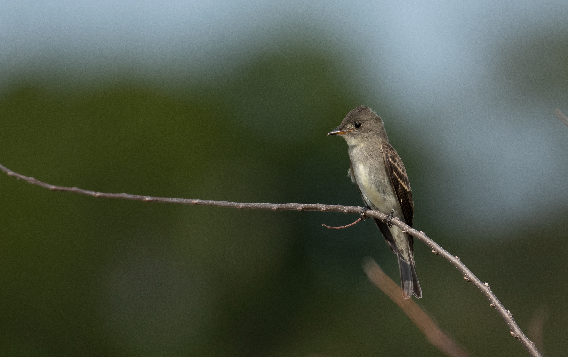 Eastern Wood Pewee October 4, 2024 Sandy Hook, NJ USA